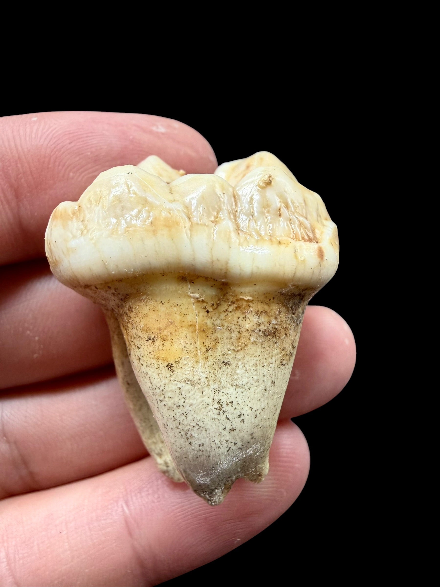 Fossil Cave Bear Tooth (Ursus spelaeus) 3,8cm – Slovakia - ZME04