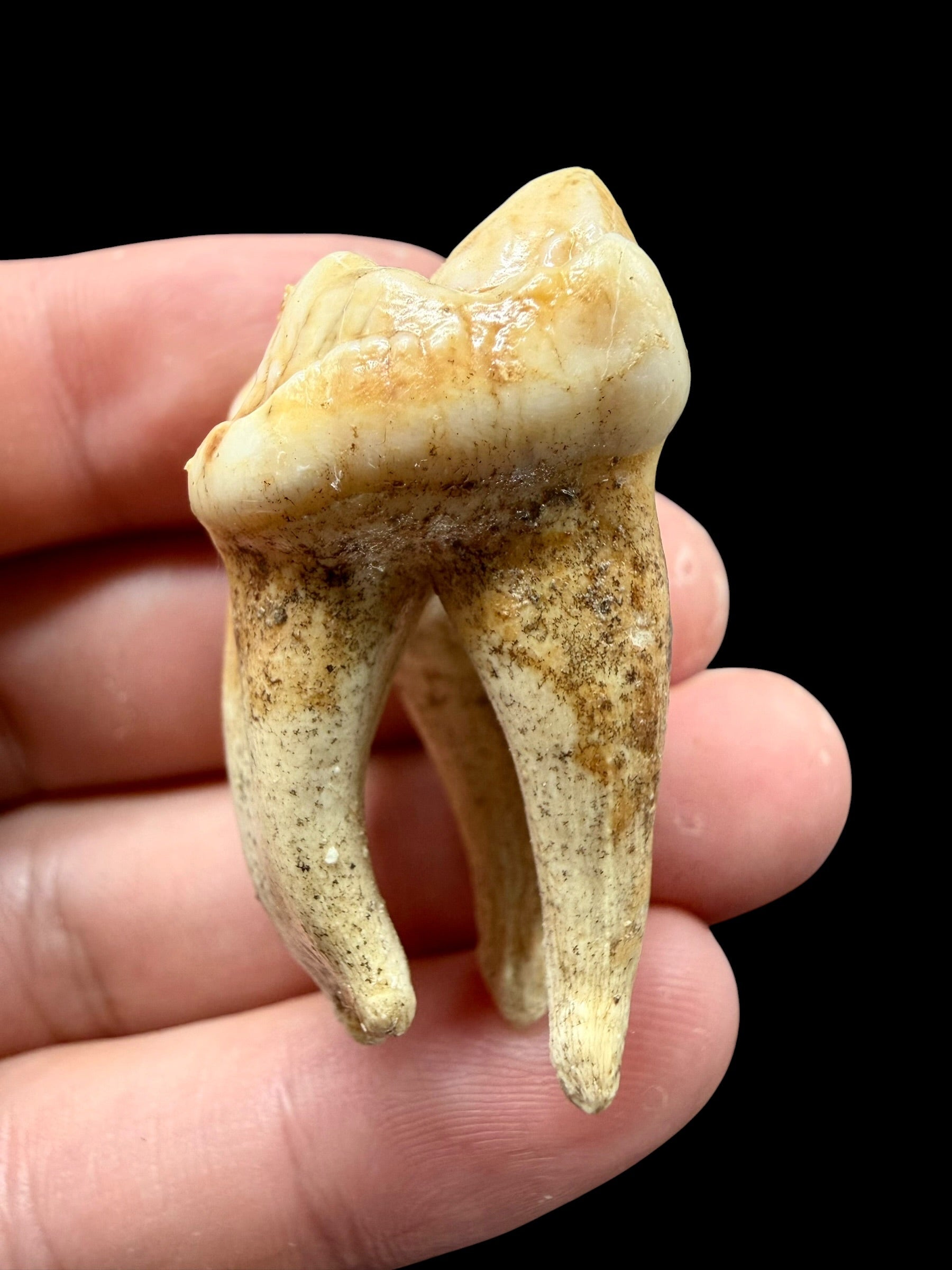Fossil Cave Bear Tooth (Ursus spelaeus) 3,8cm – Slovakia - ZME04