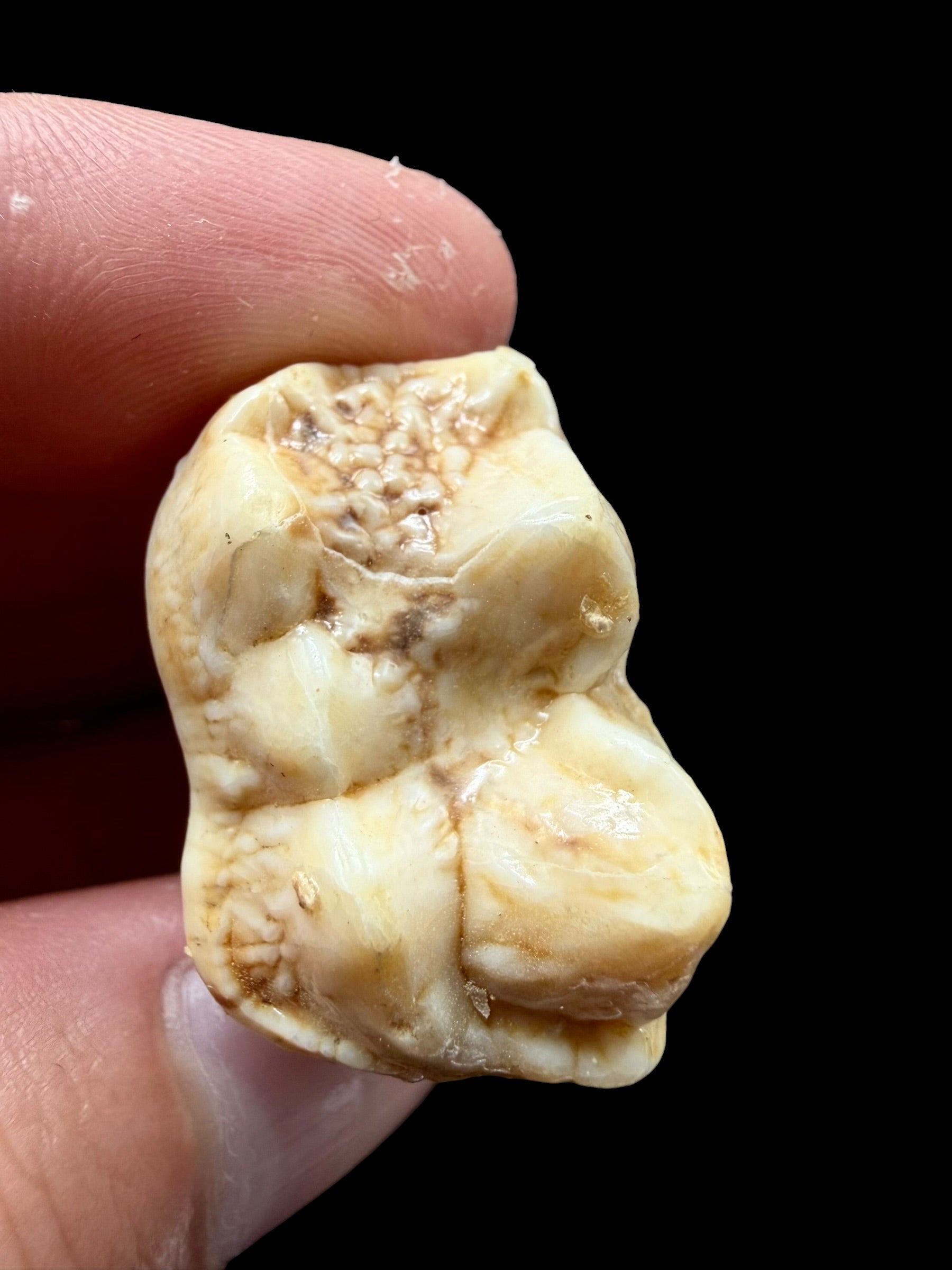 Fossil Cave Bear Tooth (Ursus spelaeus) 3,8cm – Slovakia - ZME04