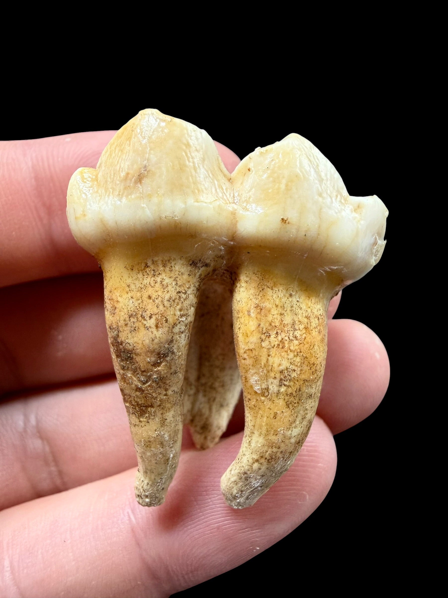 Fossil Cave Bear Tooth (Ursus spelaeus) 3,8cm – Slovakia