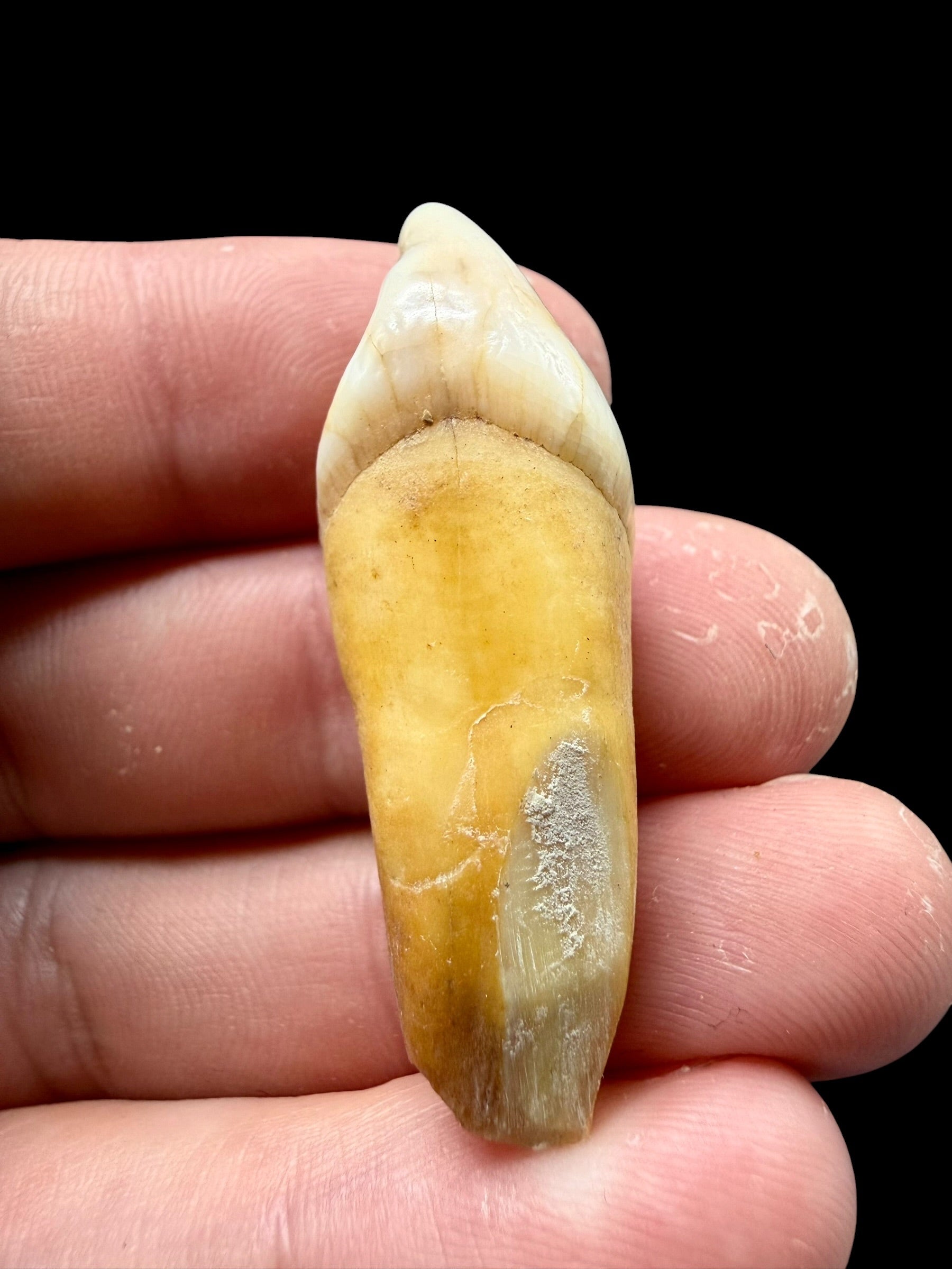 Fossil Cave Bear Tooth (Ursus spelaeus) 4,2cm – Slovakia - ZME05