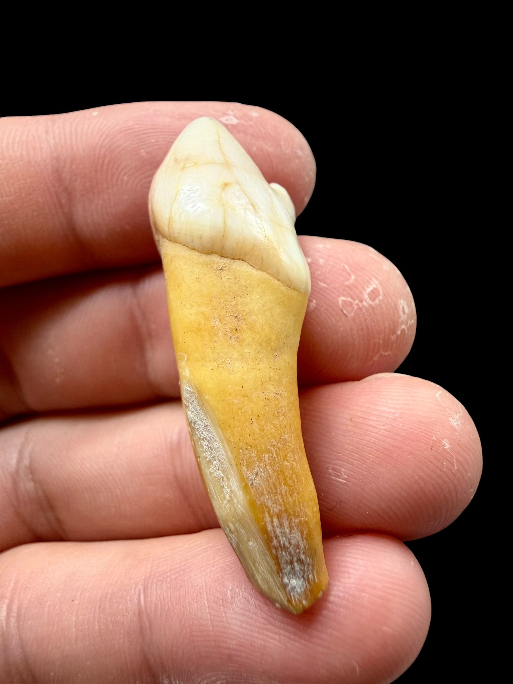 Fossil Cave Bear Tooth (Ursus spelaeus) 4,2cm – Slovakia - ZME05