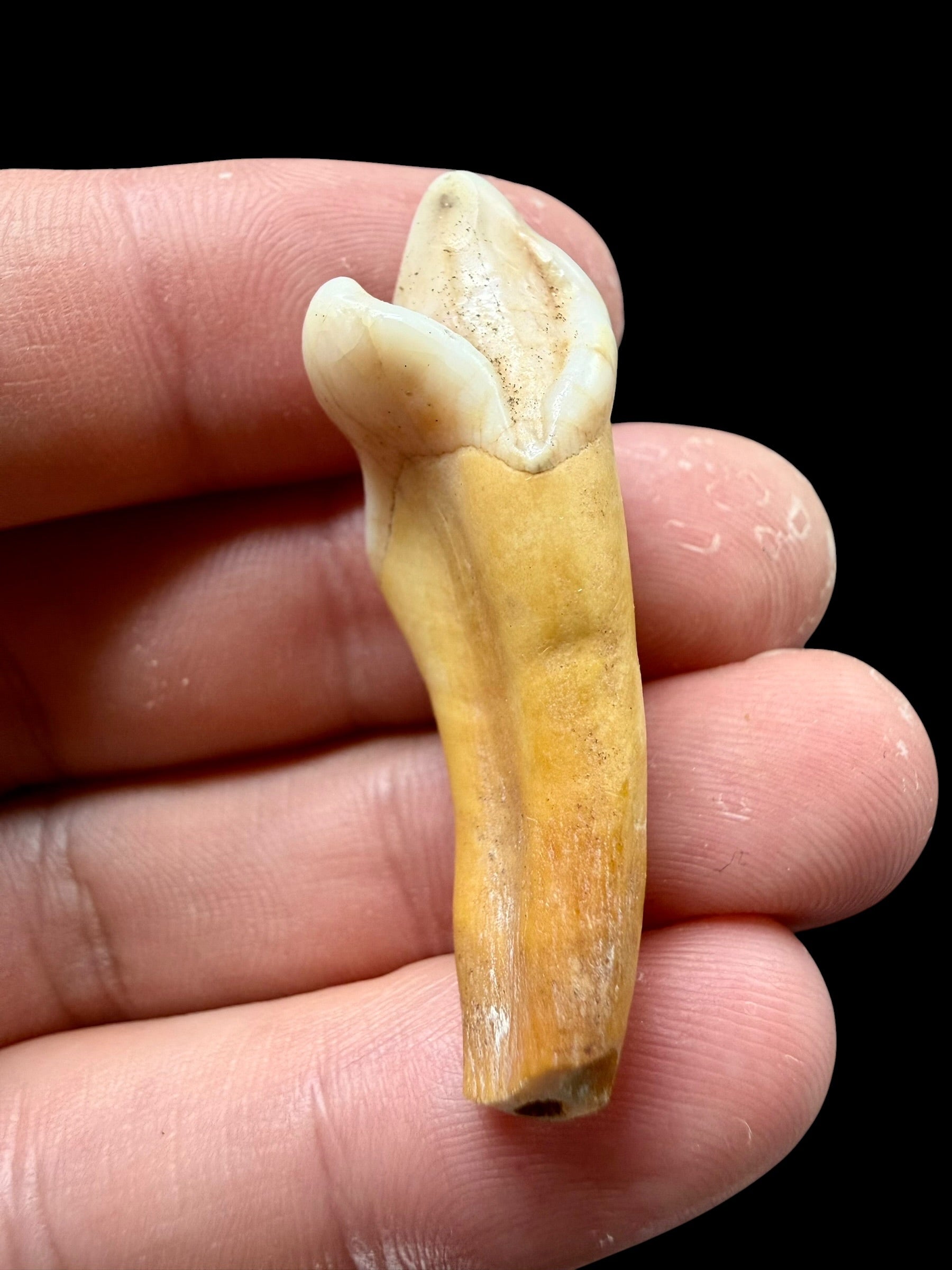 Fossil Cave Bear Tooth (Ursus spelaeus) 4,2cm – Slovakia