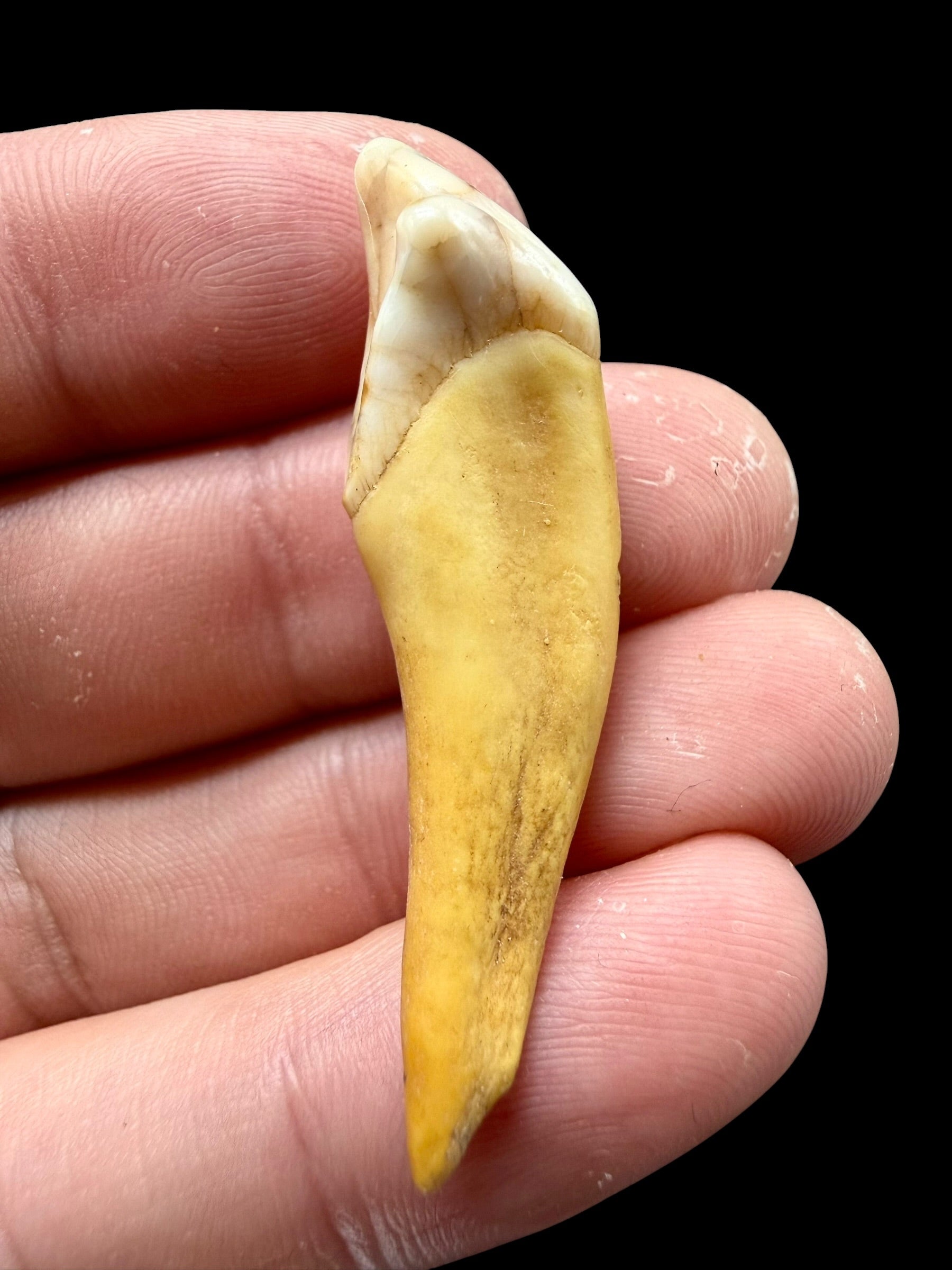 Fossil Cave Bear Tooth (Ursus spelaeus) 4,3cm – Slovakia - ZME06