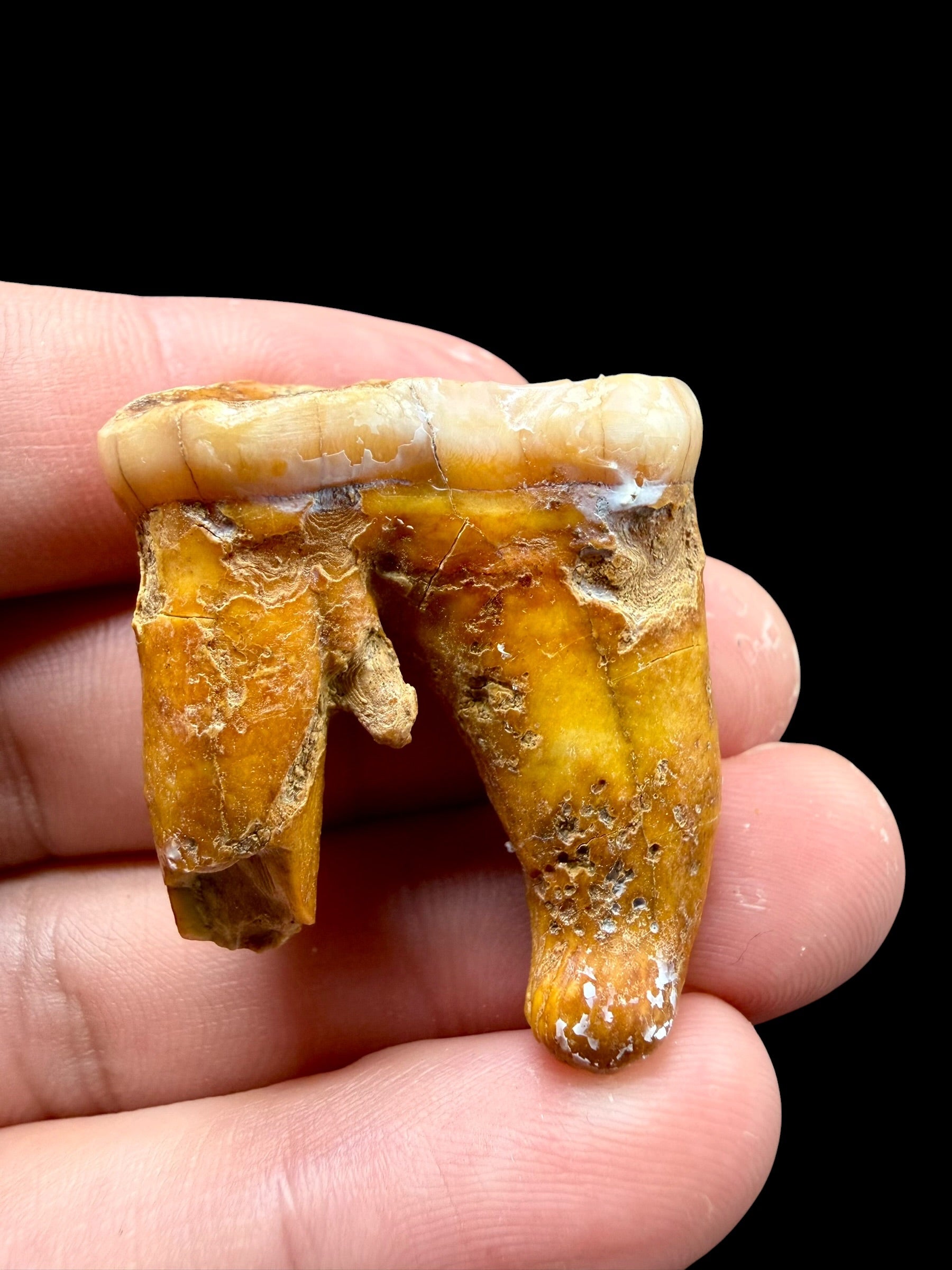 Fossil Cave Bear Tooth (Ursus spelaeus) 3,6cm – Slovakia - ZME07