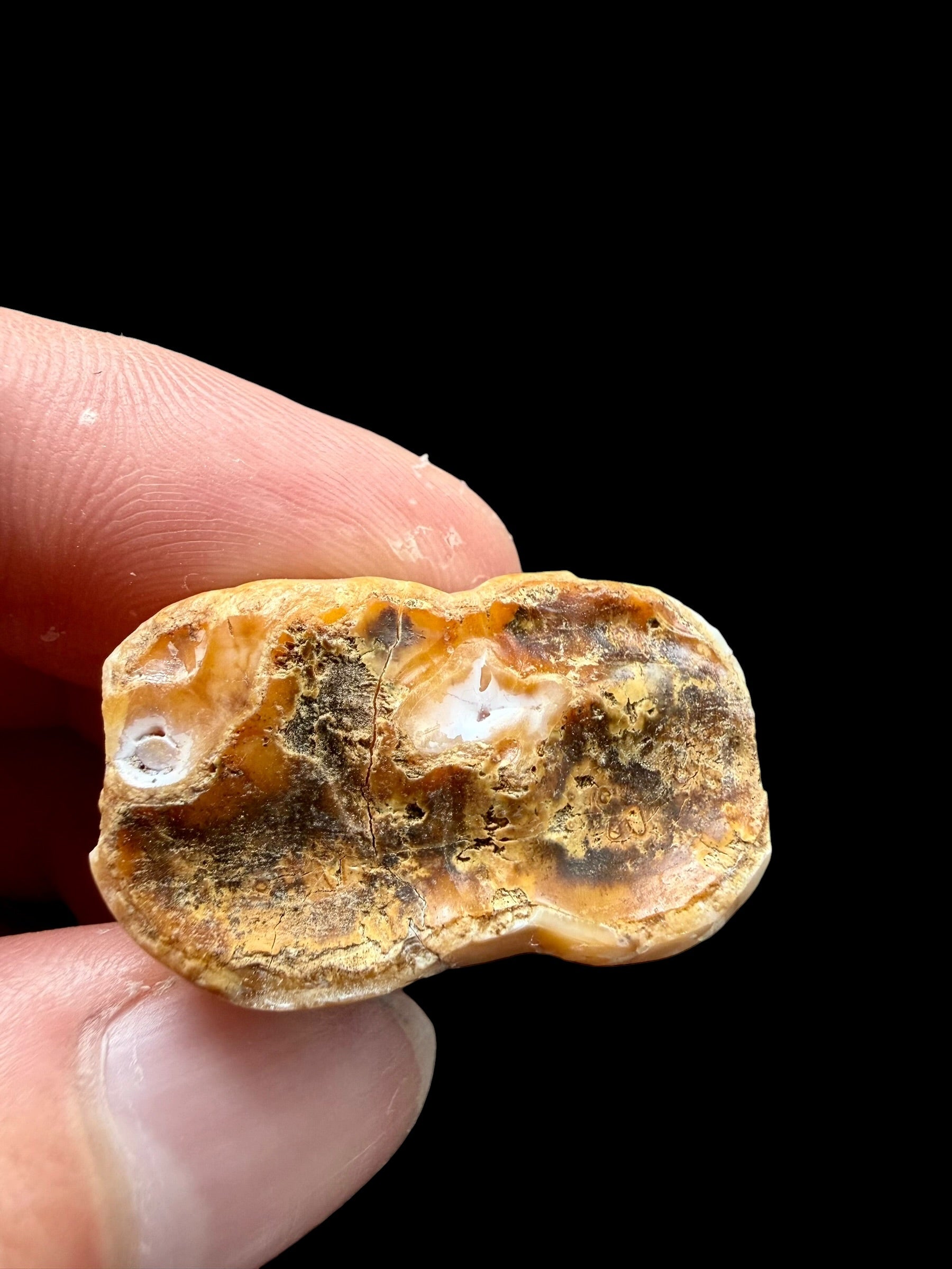 Fossil Cave Bear Tooth (Ursus spelaeus) 3,6cm – Slovakia - ZME07