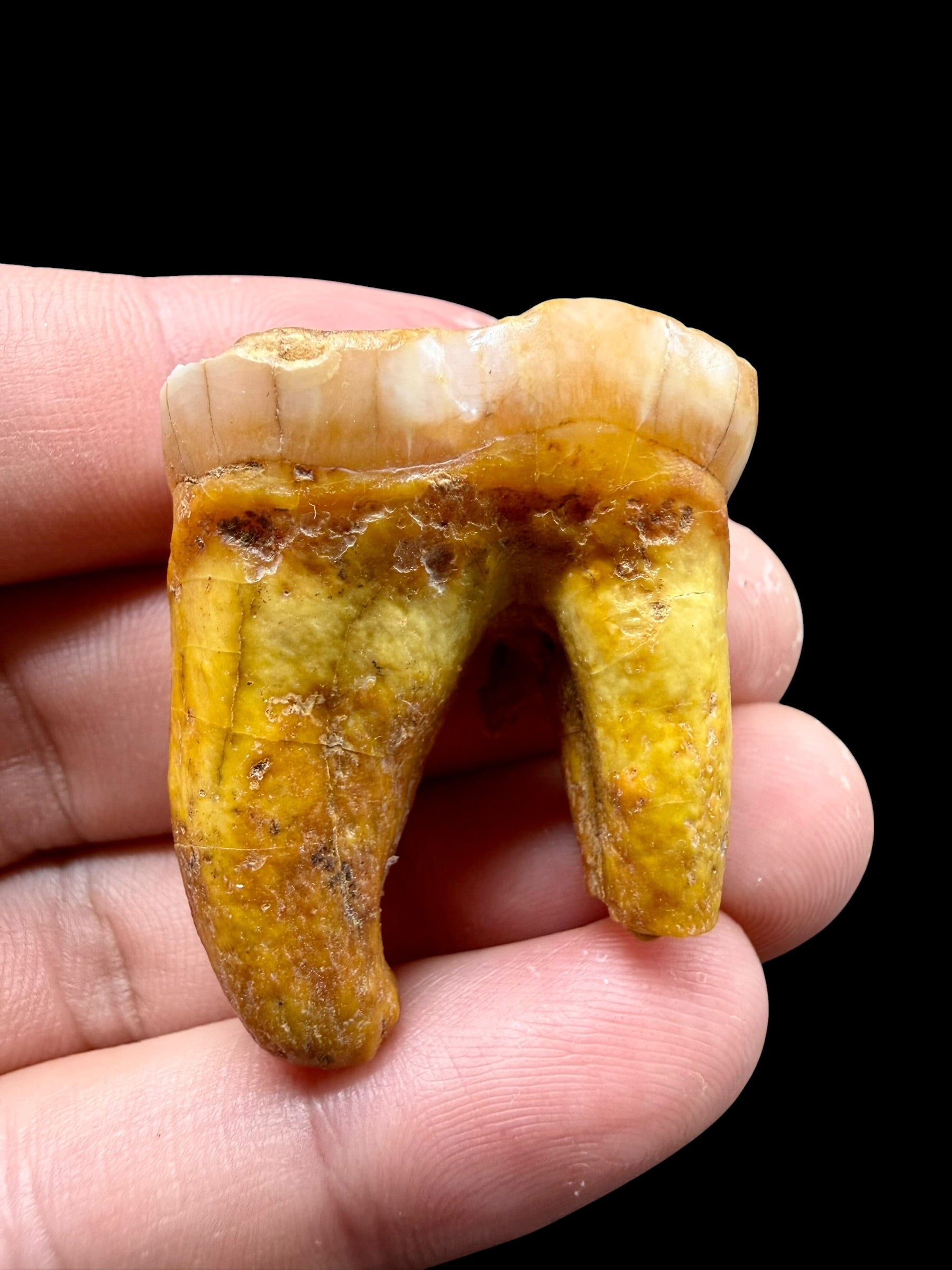 Fossil Cave Bear Tooth (Ursus spelaeus) 3,6cm – Slovakia