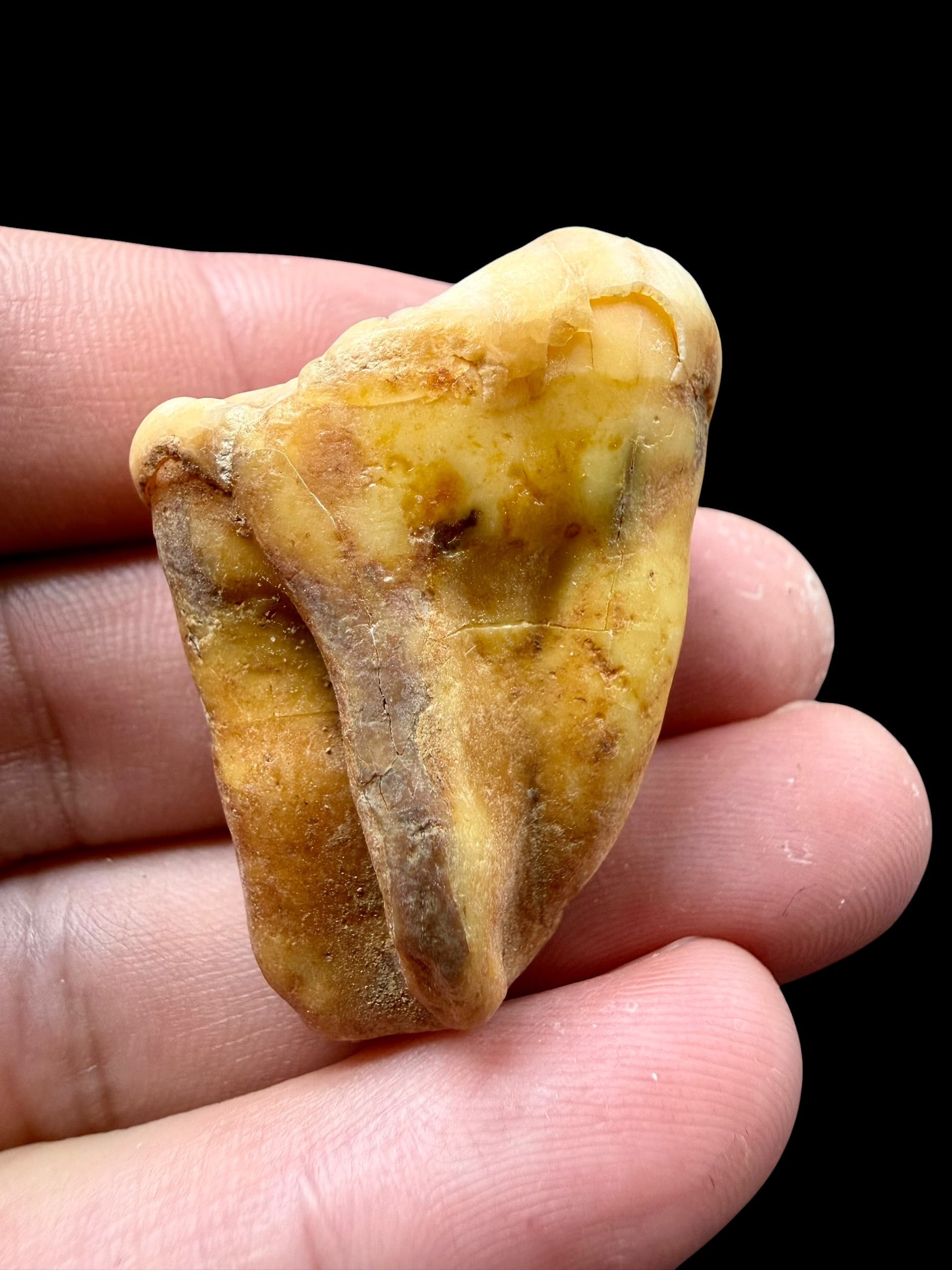 Fossil Cave Bear Tooth (Ursus spelaeus) 3,2cm – Slovakia - ZME08