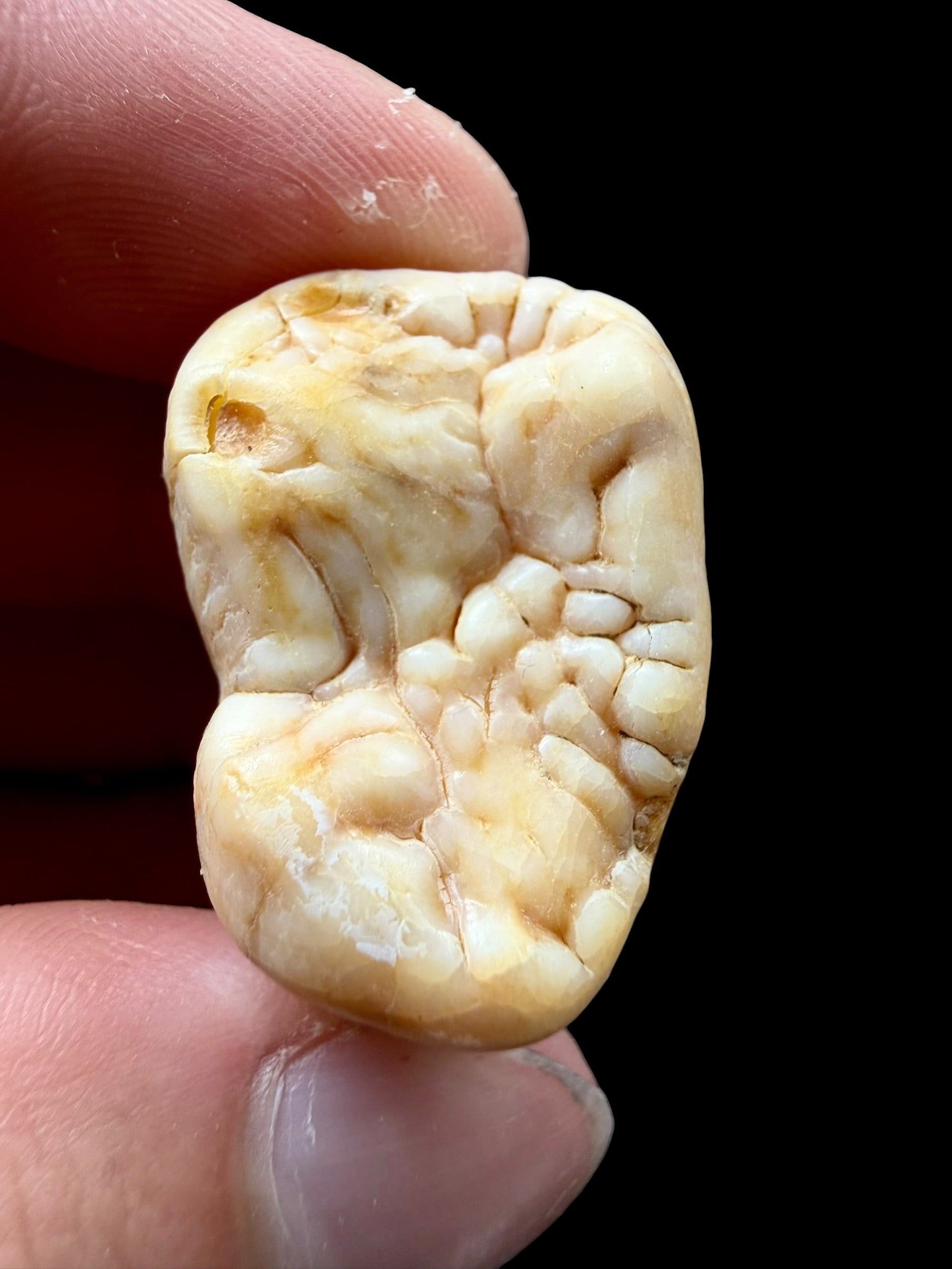 Fossil Cave Bear Tooth (Ursus spelaeus) 3,2cm – Slovakia - ZME08