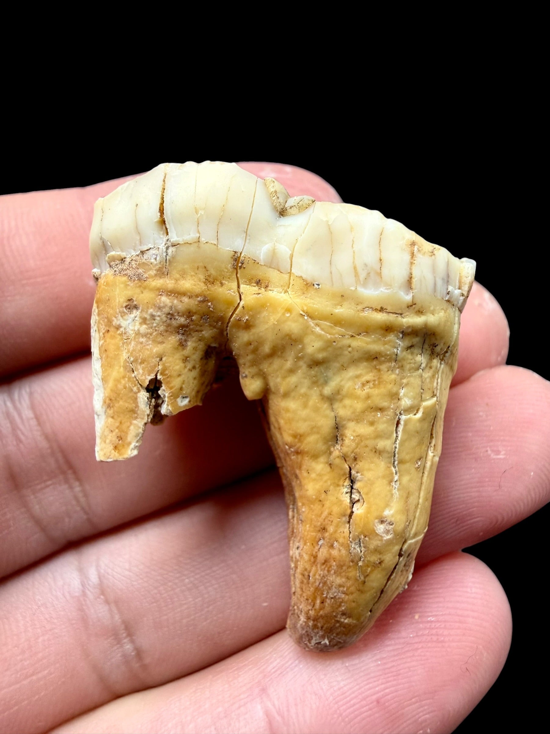 Fossil Cave Bear Tooth (Ursus spelaeus) 3,6cm – Slovakia - ZME09