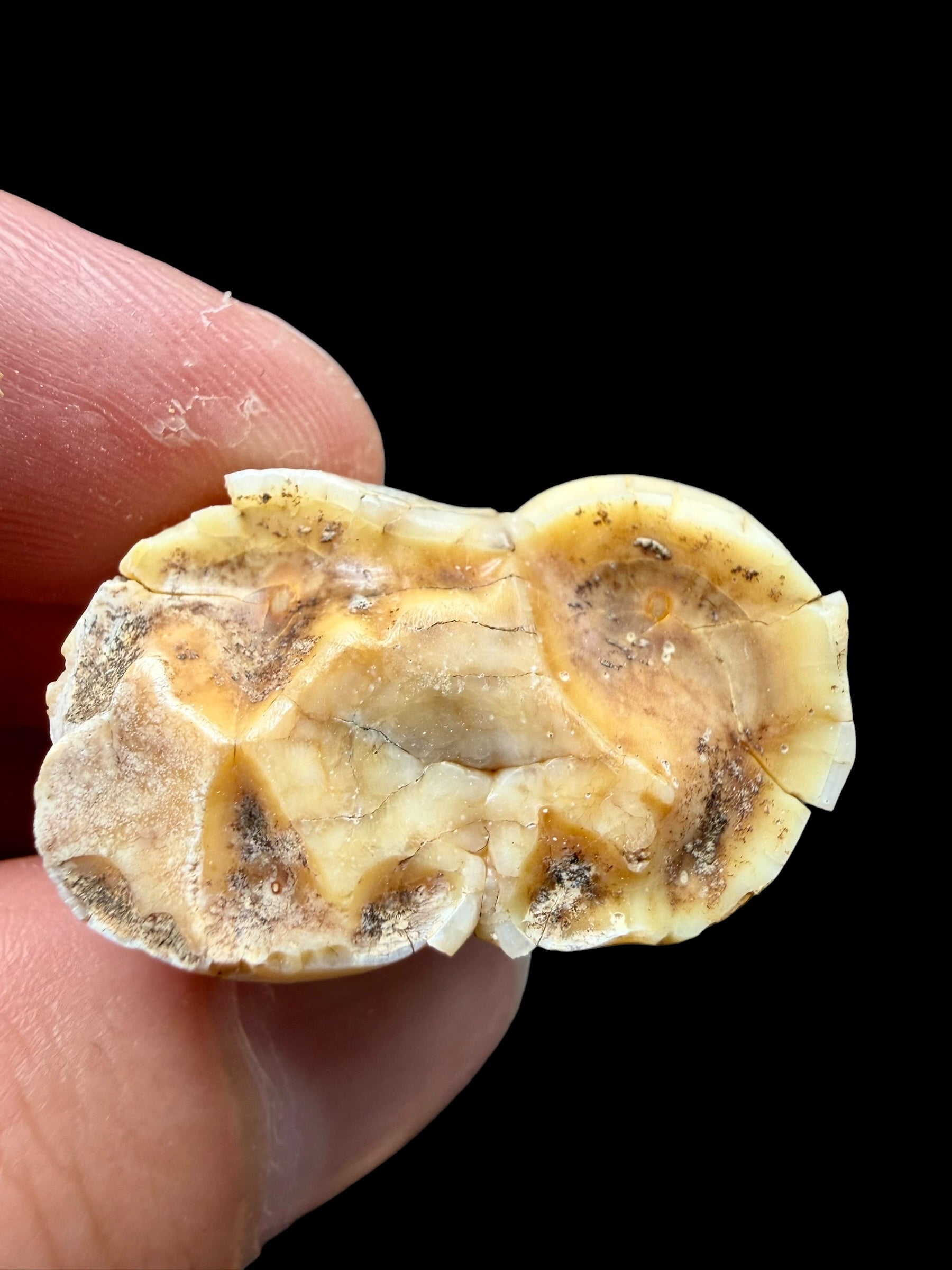 Fossil Cave Bear Tooth (Ursus spelaeus) 3,6cm – Slovakia - ZME09