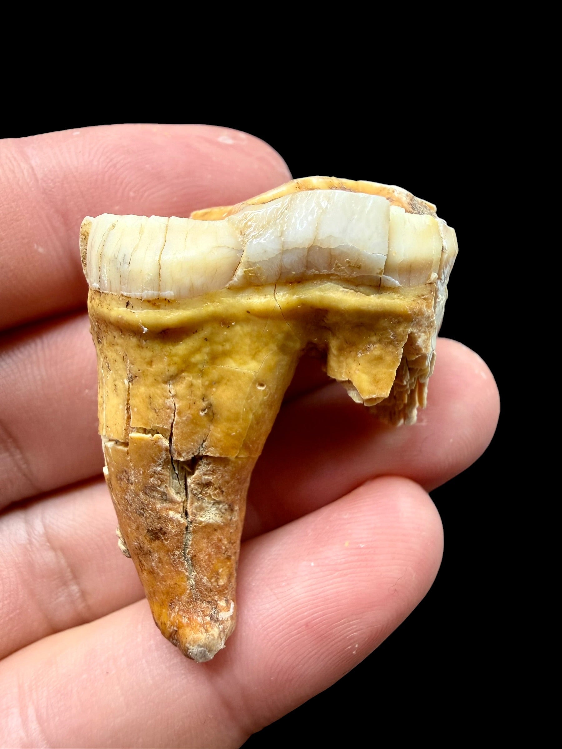 Fossil Cave Bear Tooth (Ursus spelaeus) 3,6cm – Slovakia