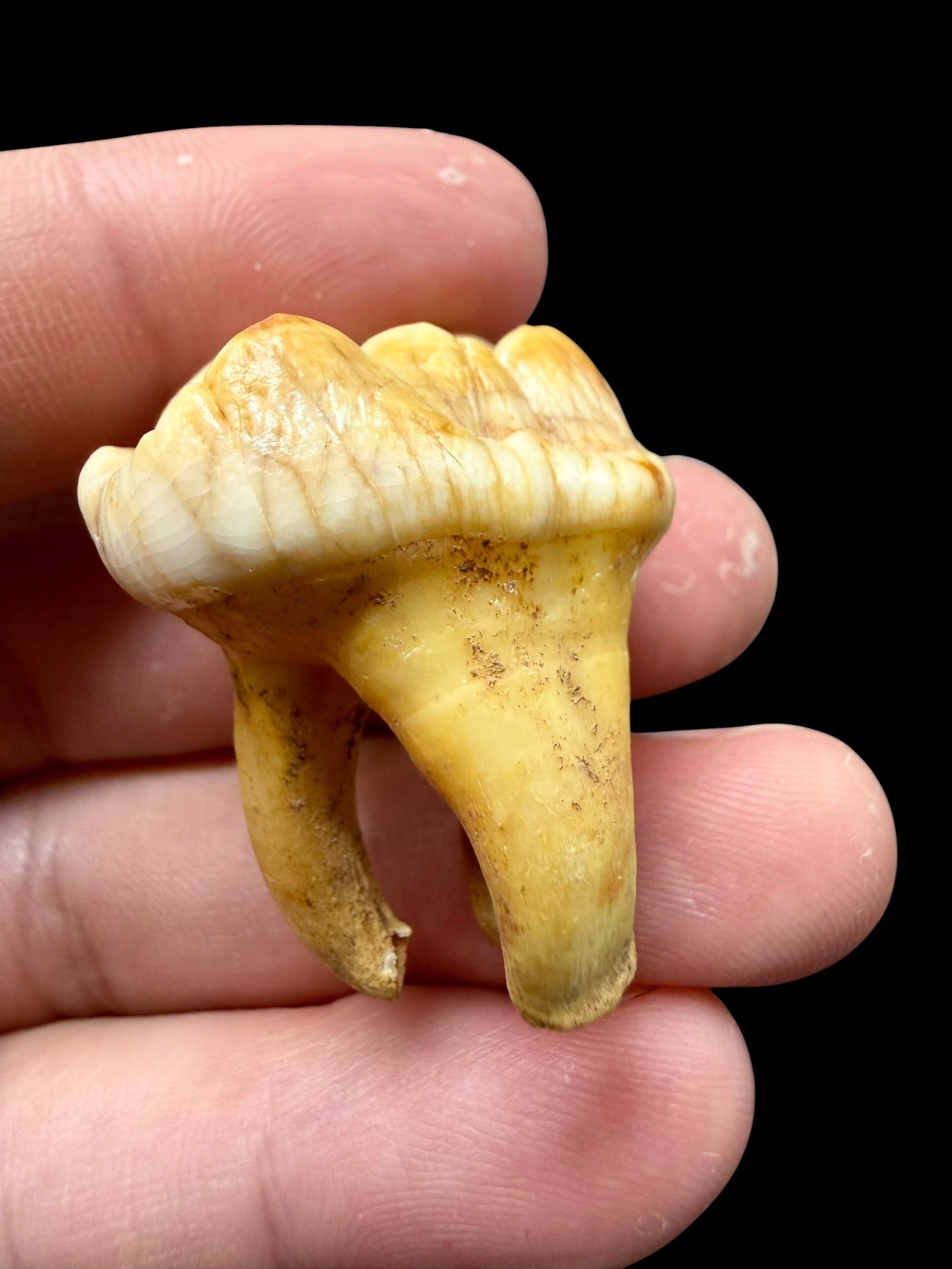 Fossil Cave Bear Tooth (Ursus spelaeus) 3,1cm – Slovakia - ZME10