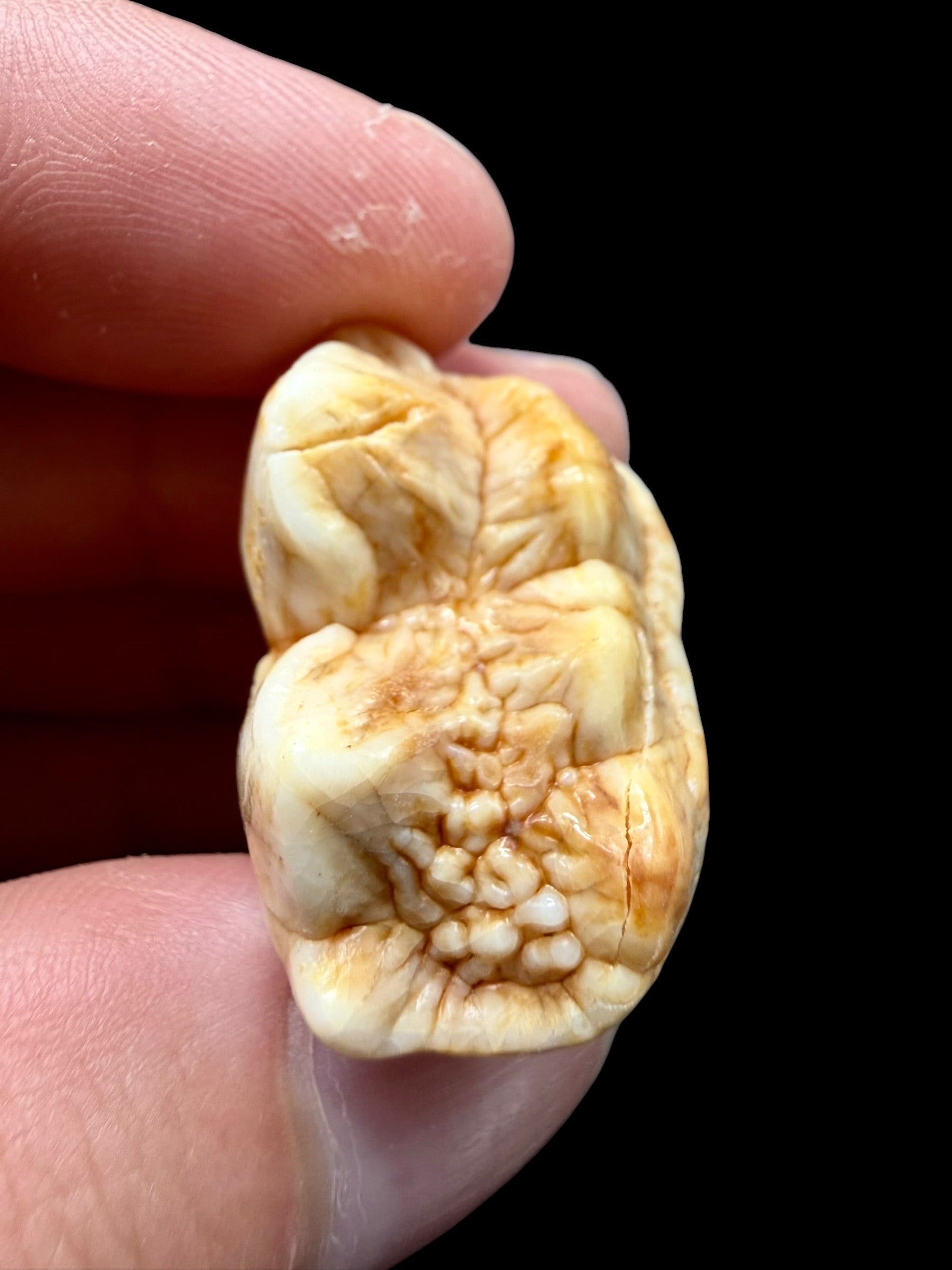 Fossil Cave Bear Tooth (Ursus spelaeus) 3,1cm – Slovakia - ZME10