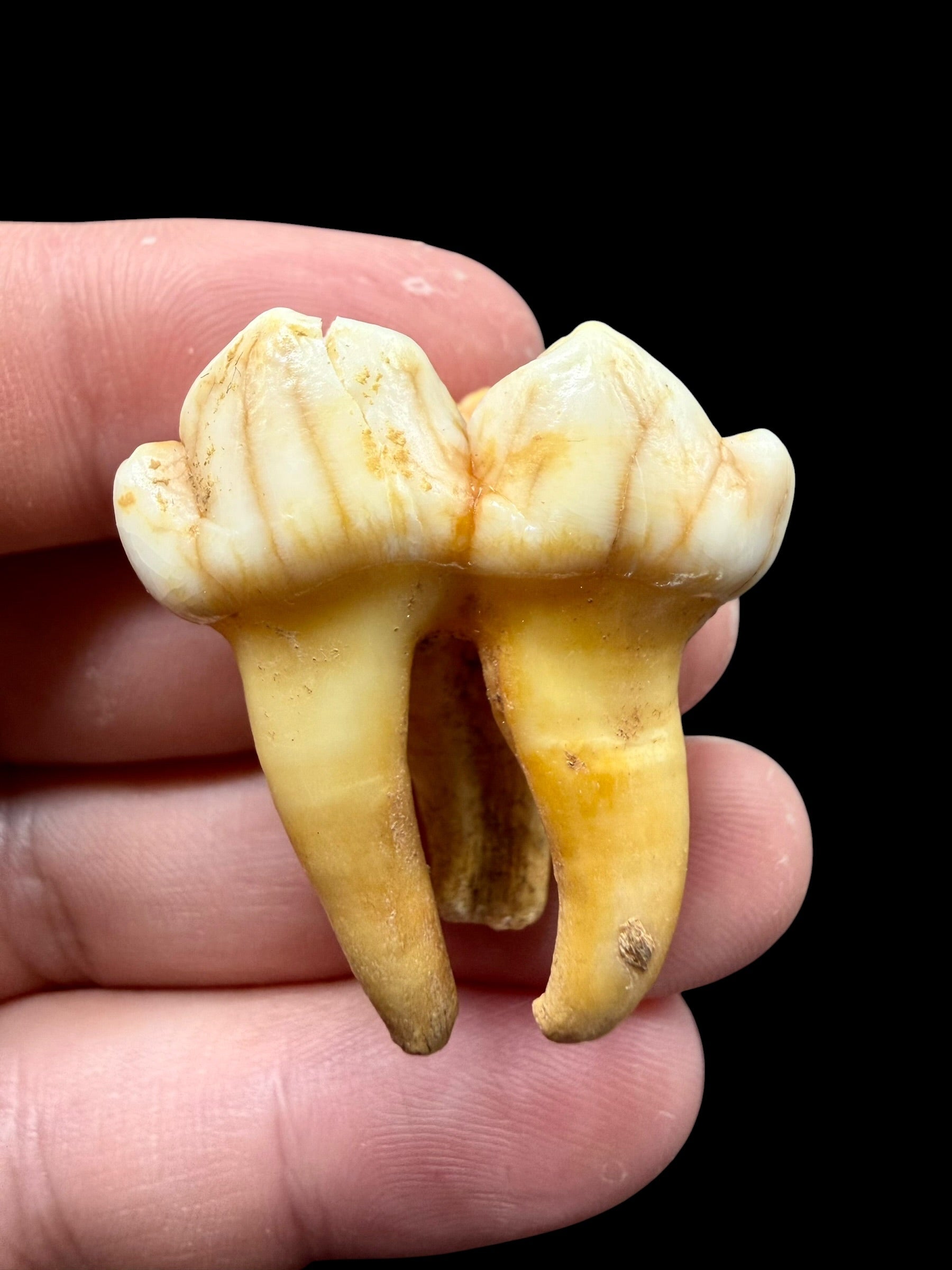 Fossil Cave Bear Tooth (Ursus spelaeus) 3,1cm – Slovakia