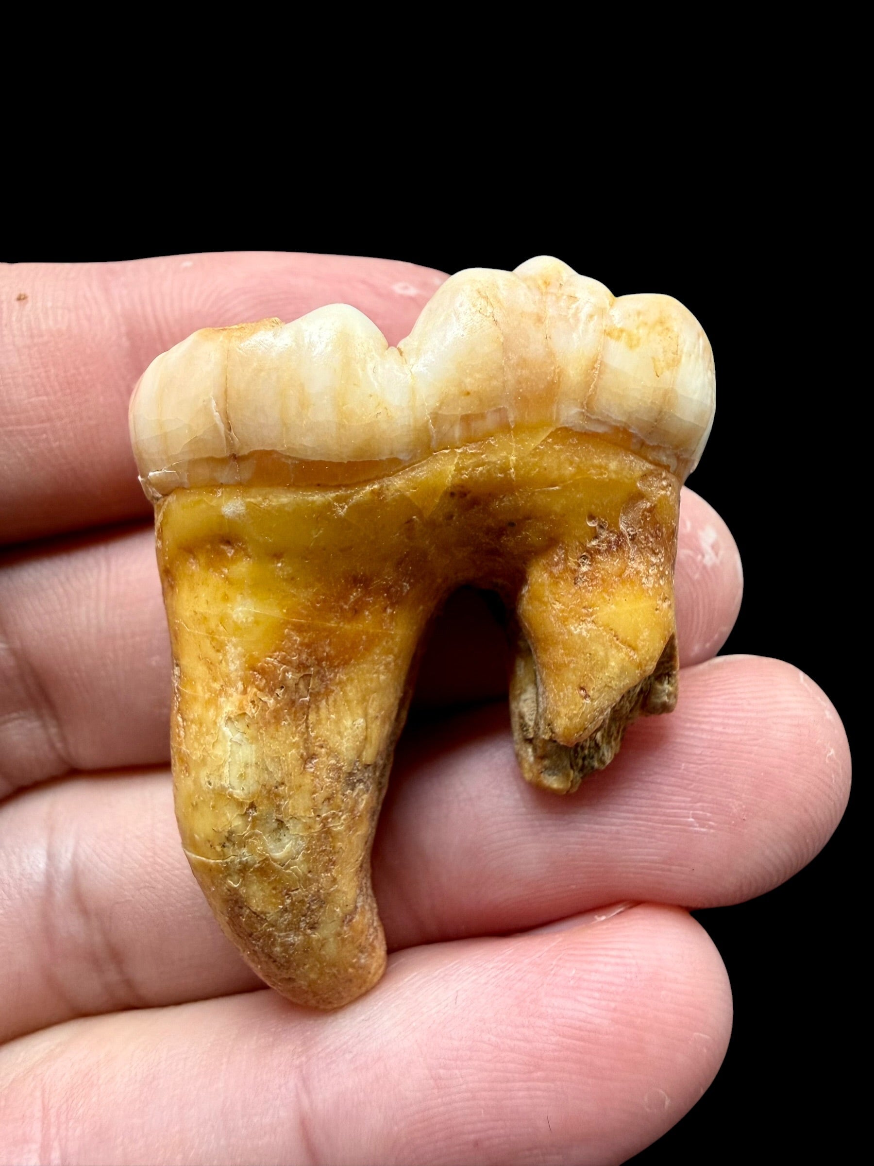 Fossil Cave Bear Tooth (Ursus spelaeus) – Slovakia - ZME11