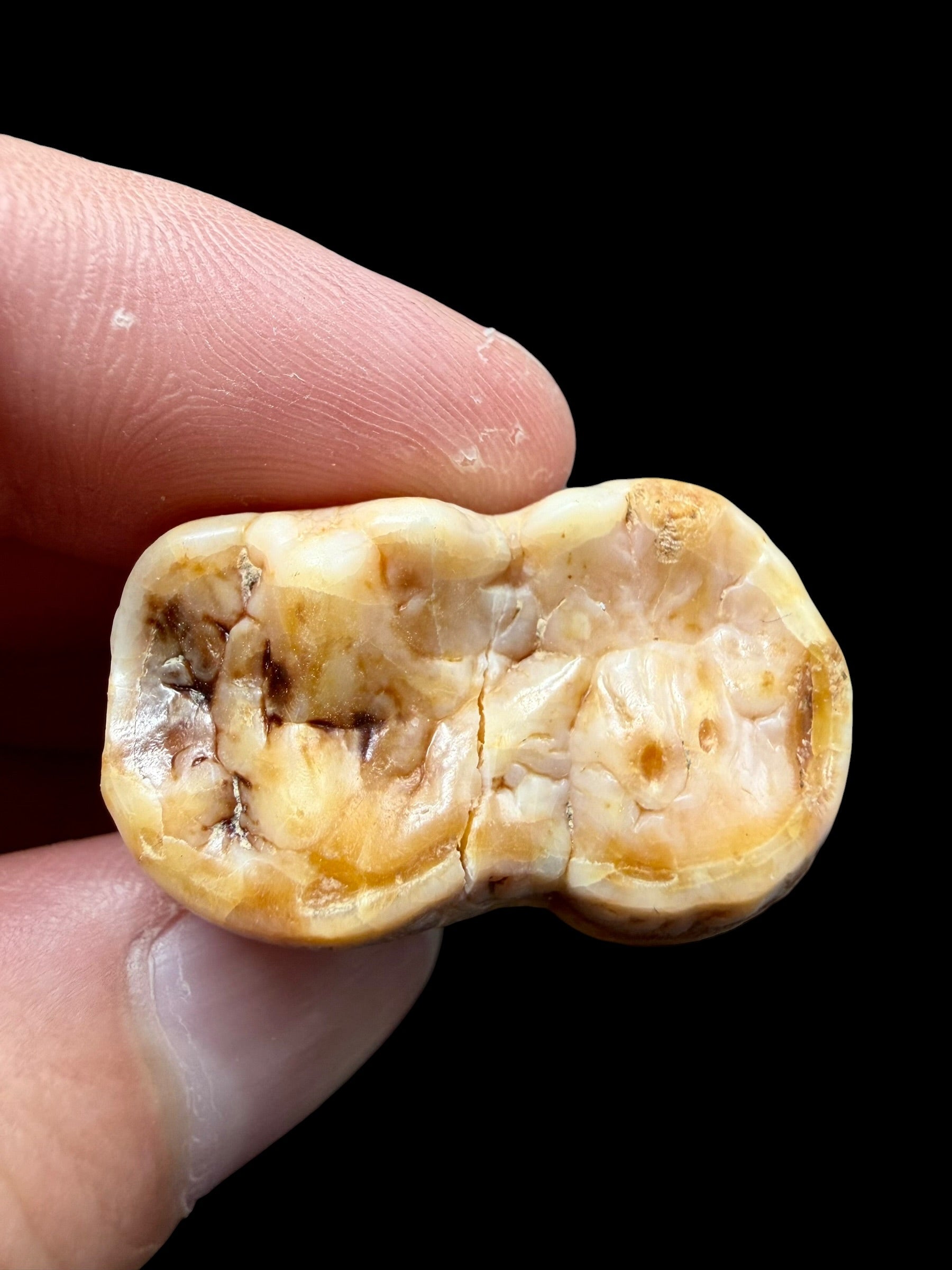 Fossil Cave Bear Tooth (Ursus spelaeus) – Slovakia - ZME11