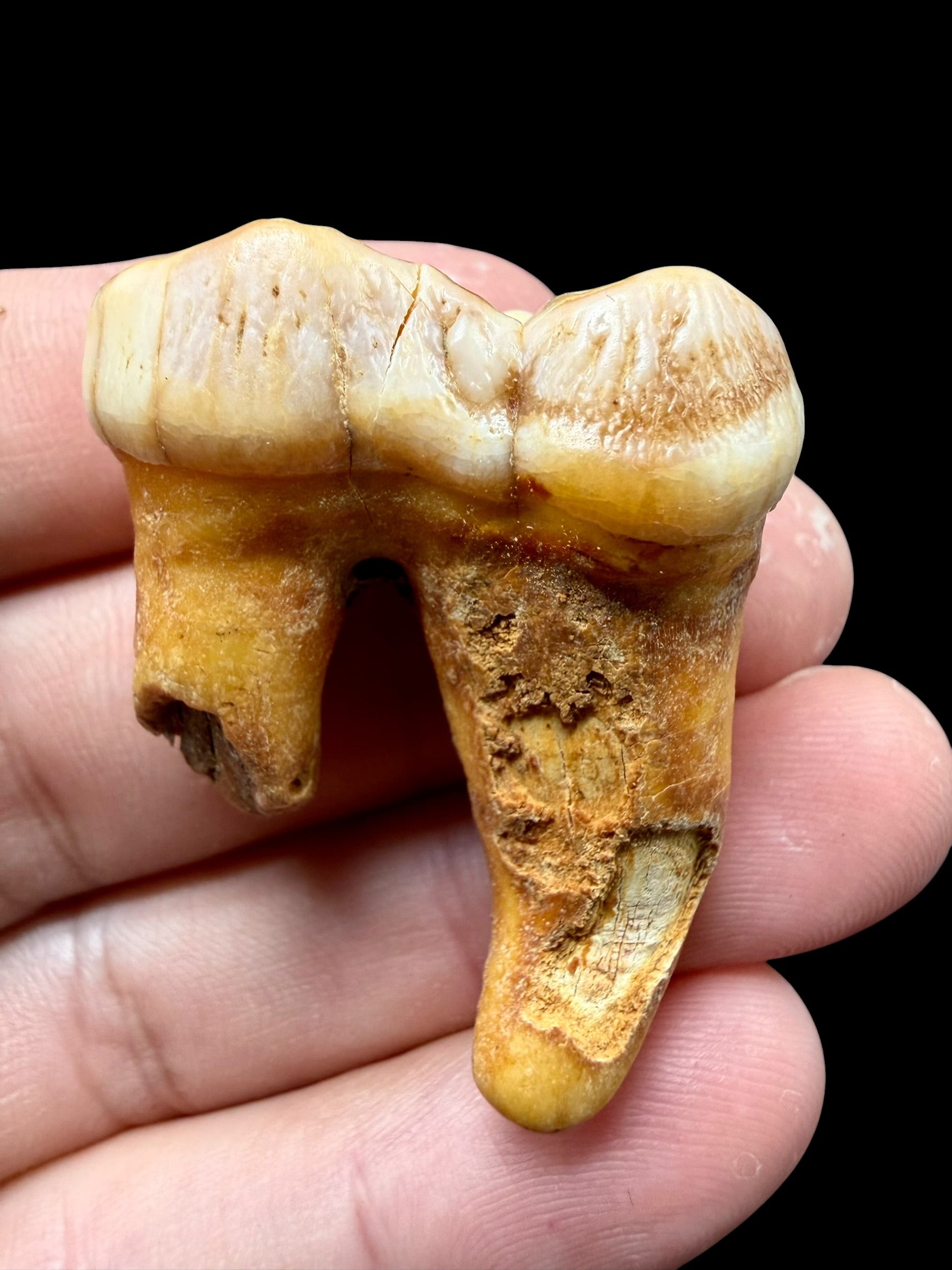 Fossil Cave Bear Tooth (Ursus spelaeus) – Slovakia