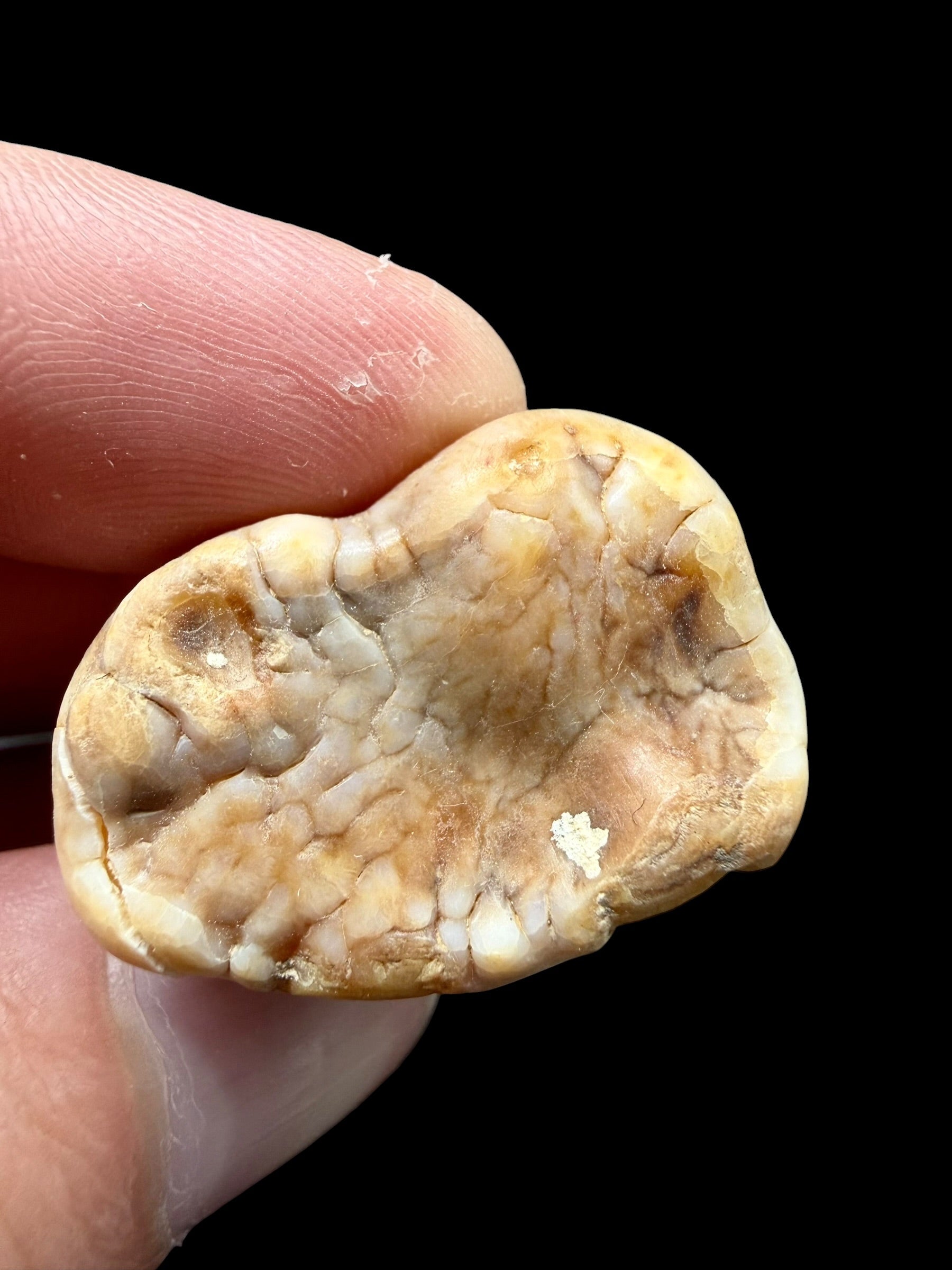 Fossil Cave Bear Tooth (Ursus spelaeus) 3,4cm – Slovakia - ZME12