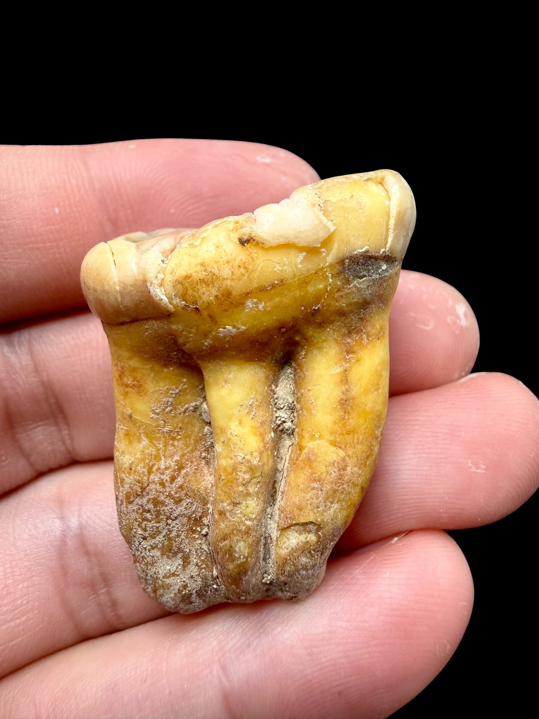Fossil Cave Bear Tooth (Ursus spelaeus) 3,4cm – Slovakia - ZME12