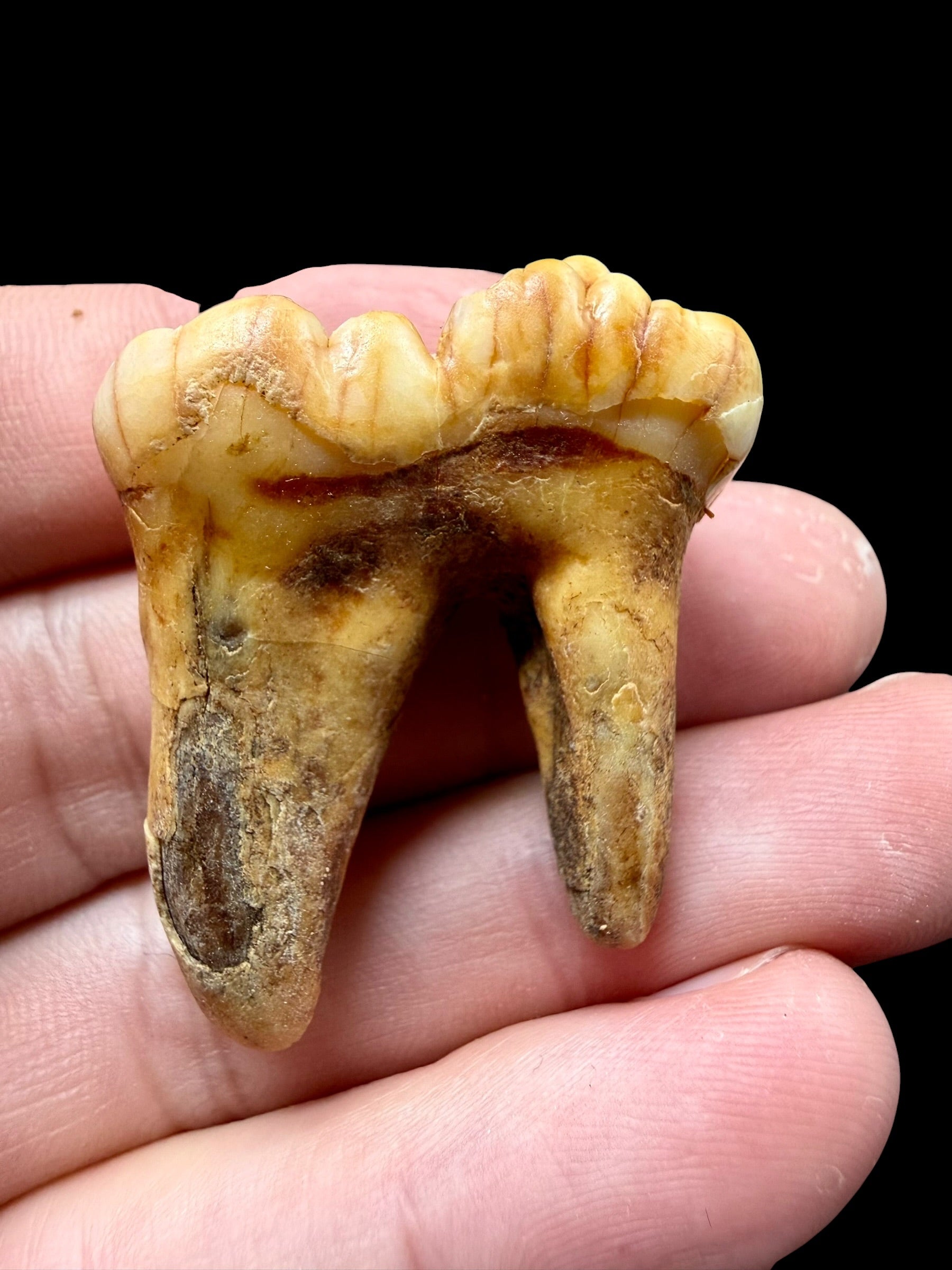 Fossil Cave Bear Tooth (Ursus spelaeus) 3,3cm – Slovakia - ZME13