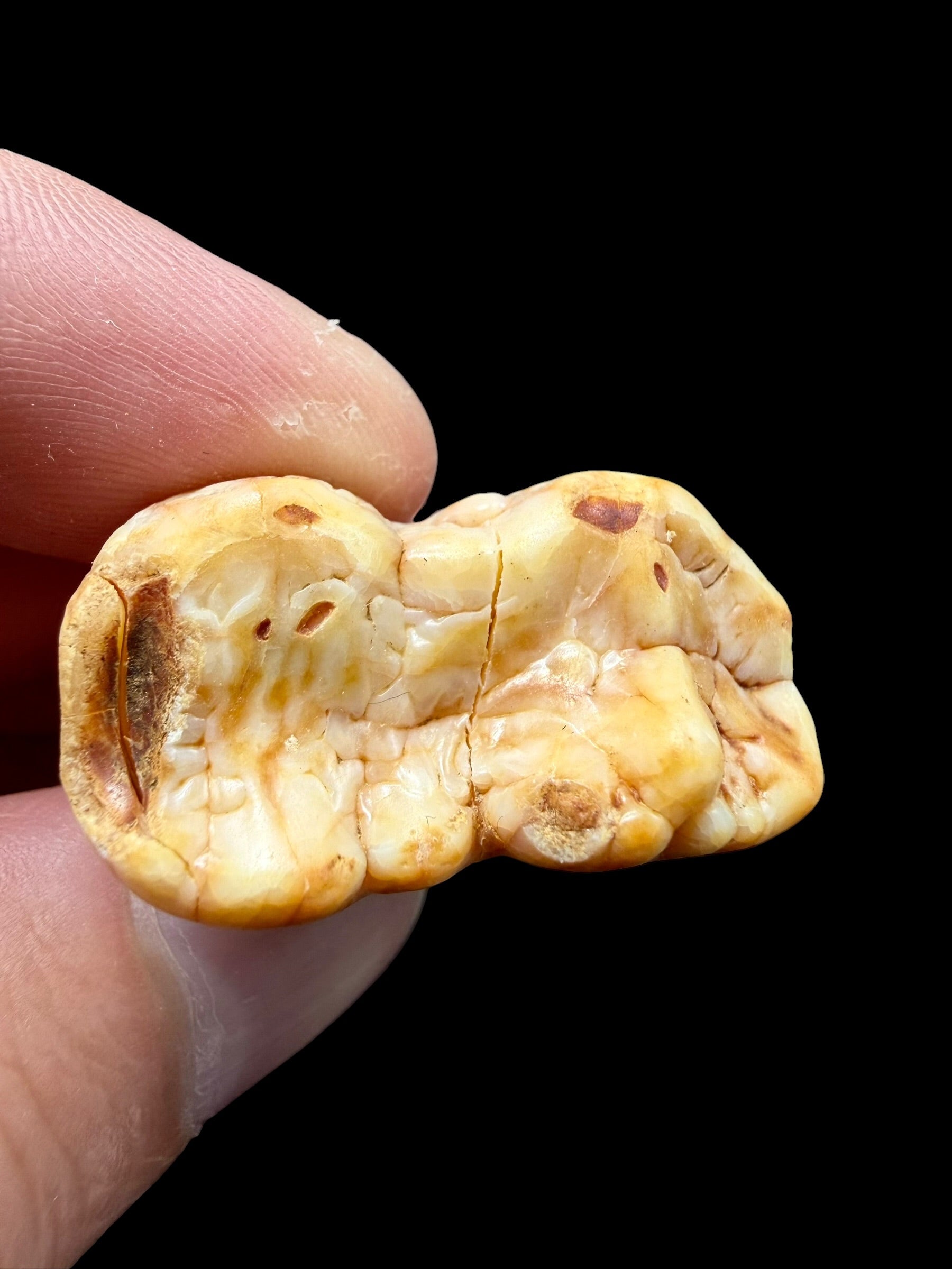 Fossil Cave Bear Tooth (Ursus spelaeus) 3,3cm – Slovakia - ZME13