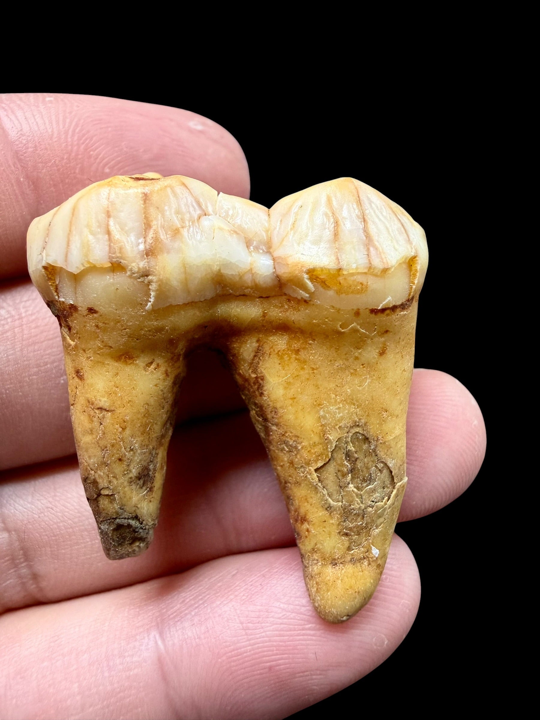 Fossil Cave Bear Tooth (Ursus spelaeus) 3,3cm – Slovakia