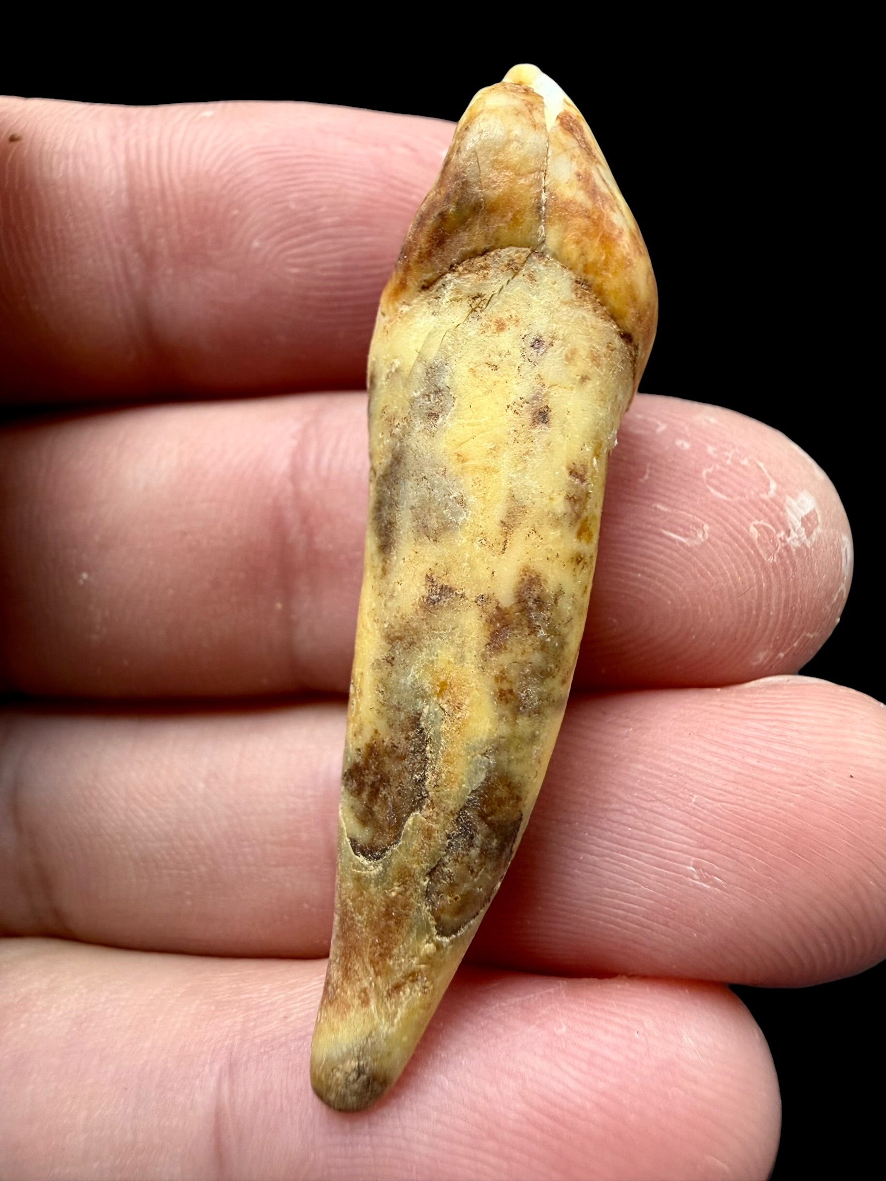 Fossil Cave Bear Tooth (Ursus spelaeus) 4,7cm – Slovakia - ZME14