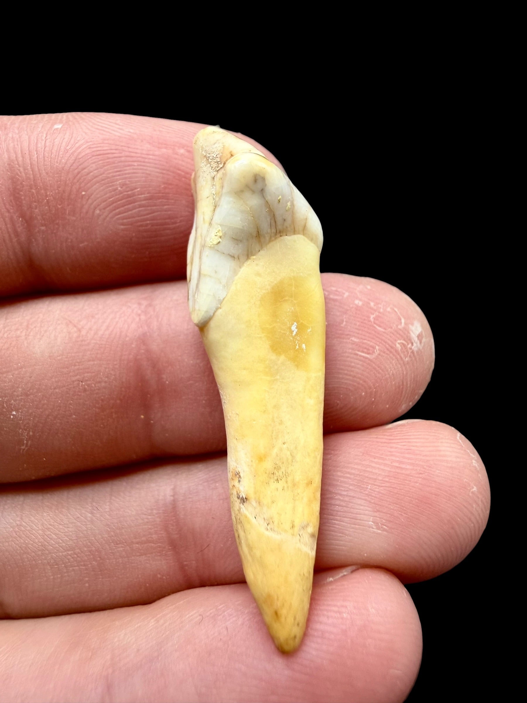 Fossil Cave Bear Tooth (Ursus spelaeus) 4cm – Slovakia - ZME15