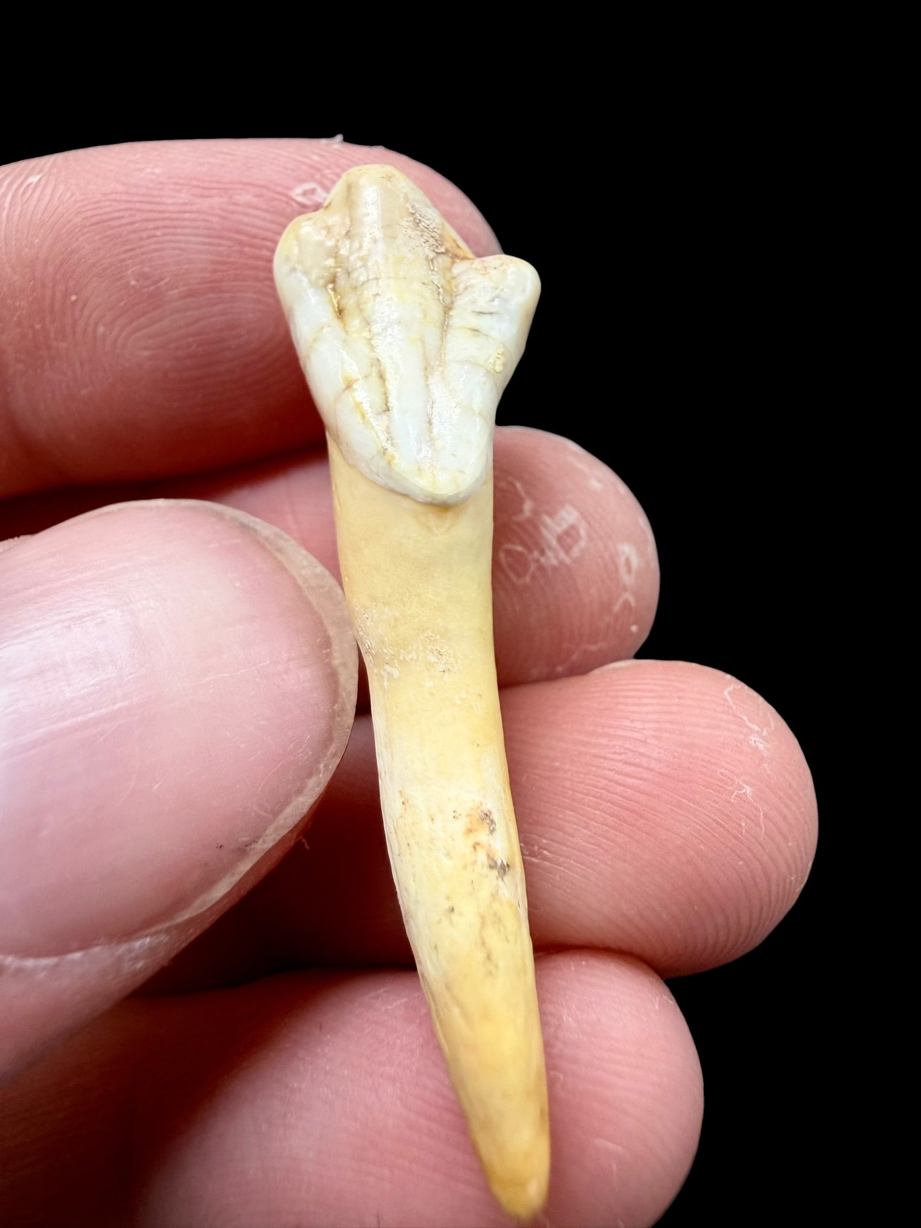 Fossil Cave Bear Tooth (Ursus spelaeus) 4cm – Slovakia