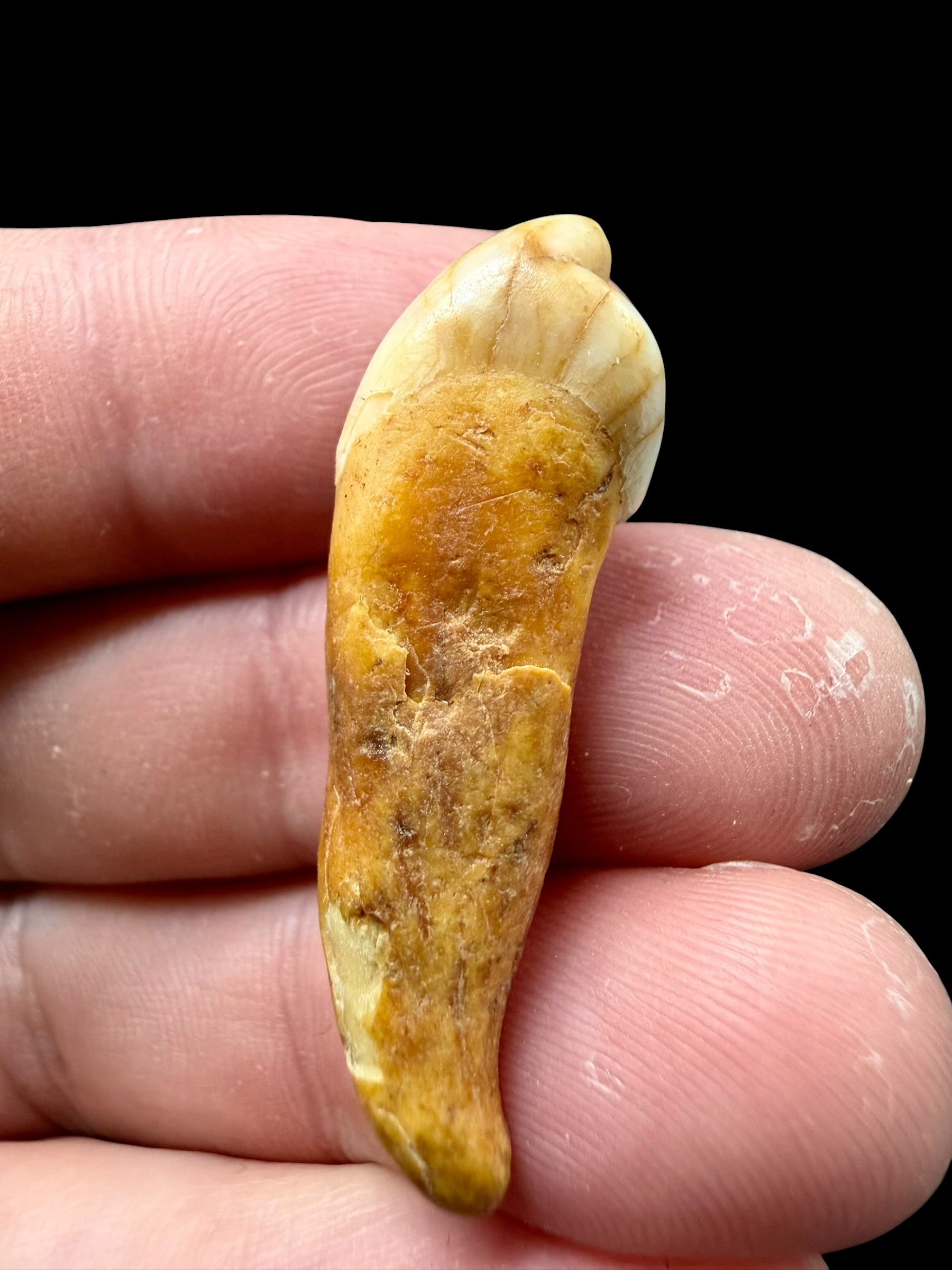 Fossil Cave Bear Tooth (Ursus spelaeus) 3,7cm – Slovakia - ZME16