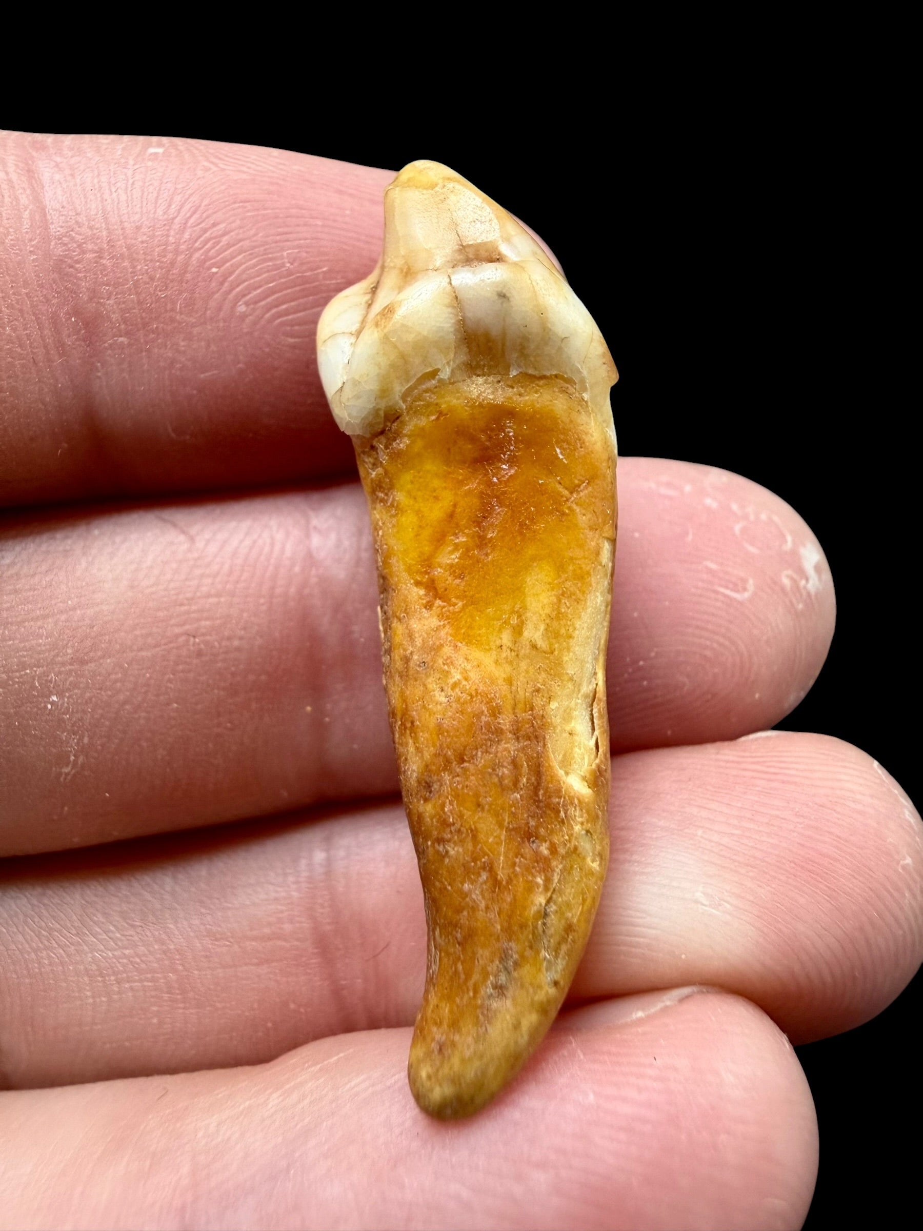 Fossil Cave Bear Tooth (Ursus spelaeus) 3,7cm – Slovakia