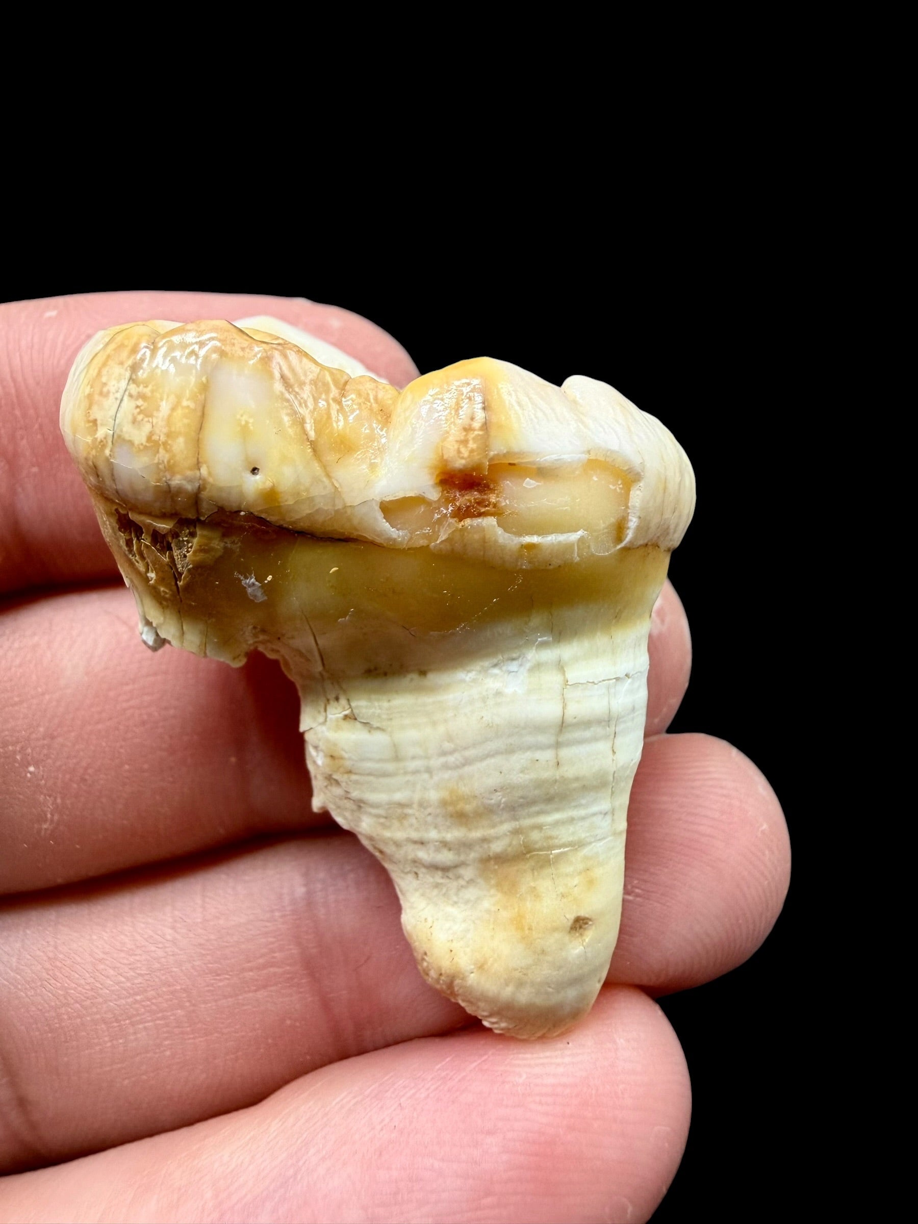 Fossil Cave Bear Tooth (Ursus spelaeus) 3,2cm – Slovakia - ZME17