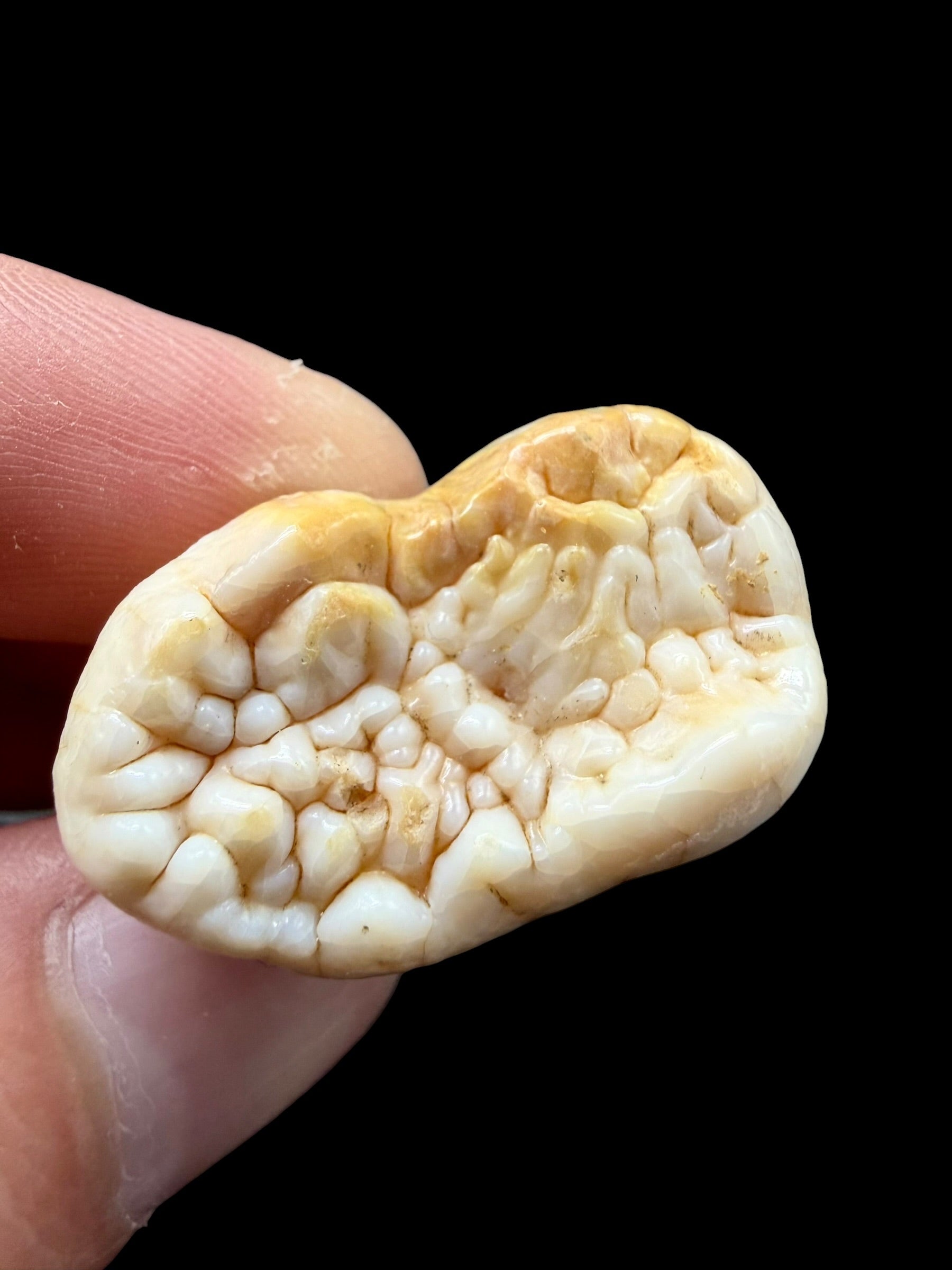Fossil Cave Bear Tooth (Ursus spelaeus) 3,2cm – Slovakia - ZME17