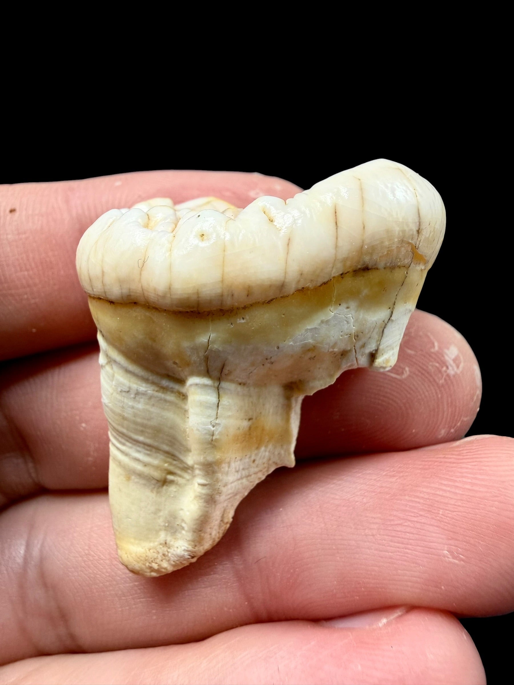 Fossil Cave Bear Tooth (Ursus spelaeus) 3,2cm – Slovakia