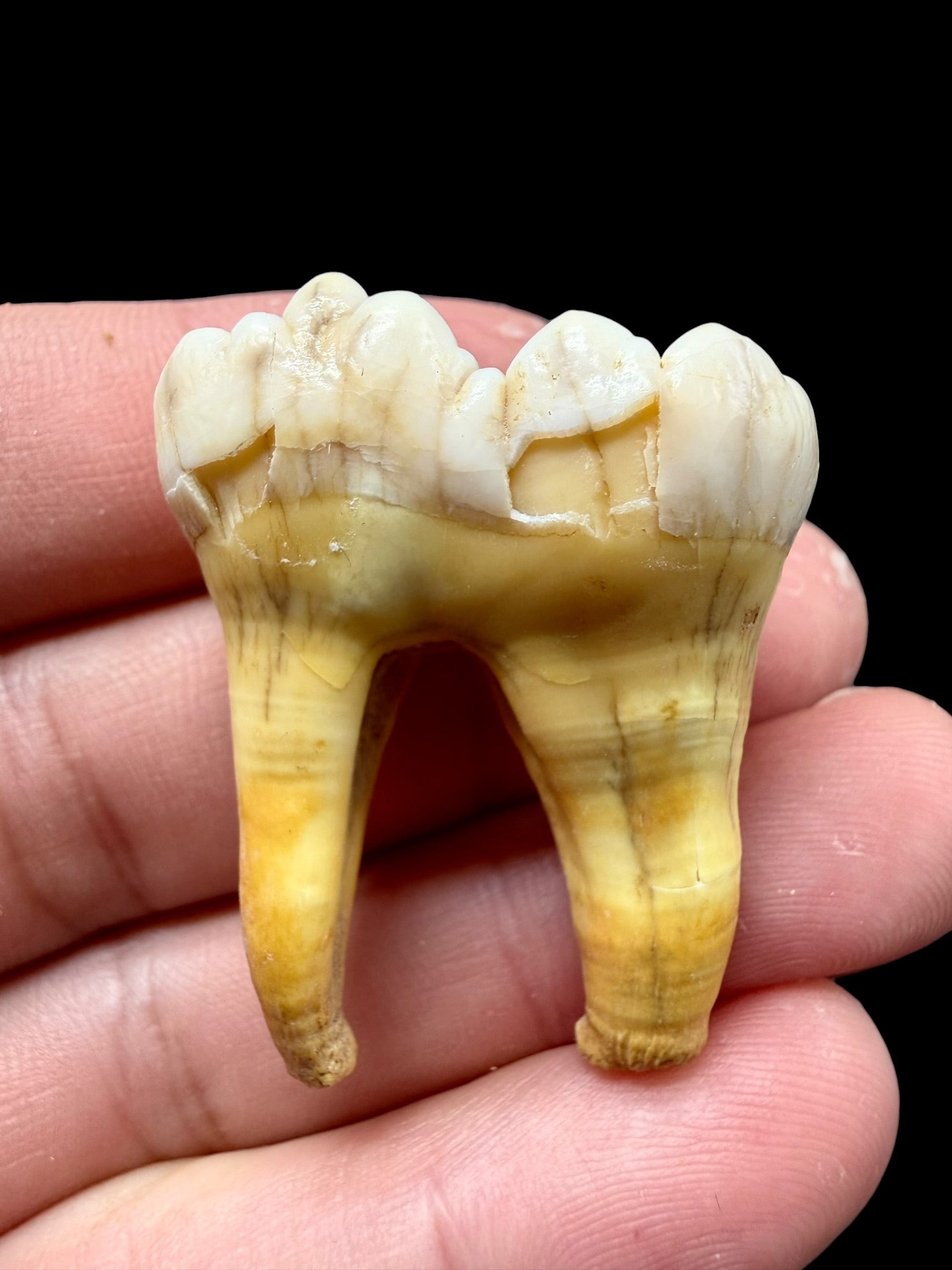 Fossil Cave Bear Tooth (Ursus spelaeus) 3,5cm – Slovakia - ZME19
