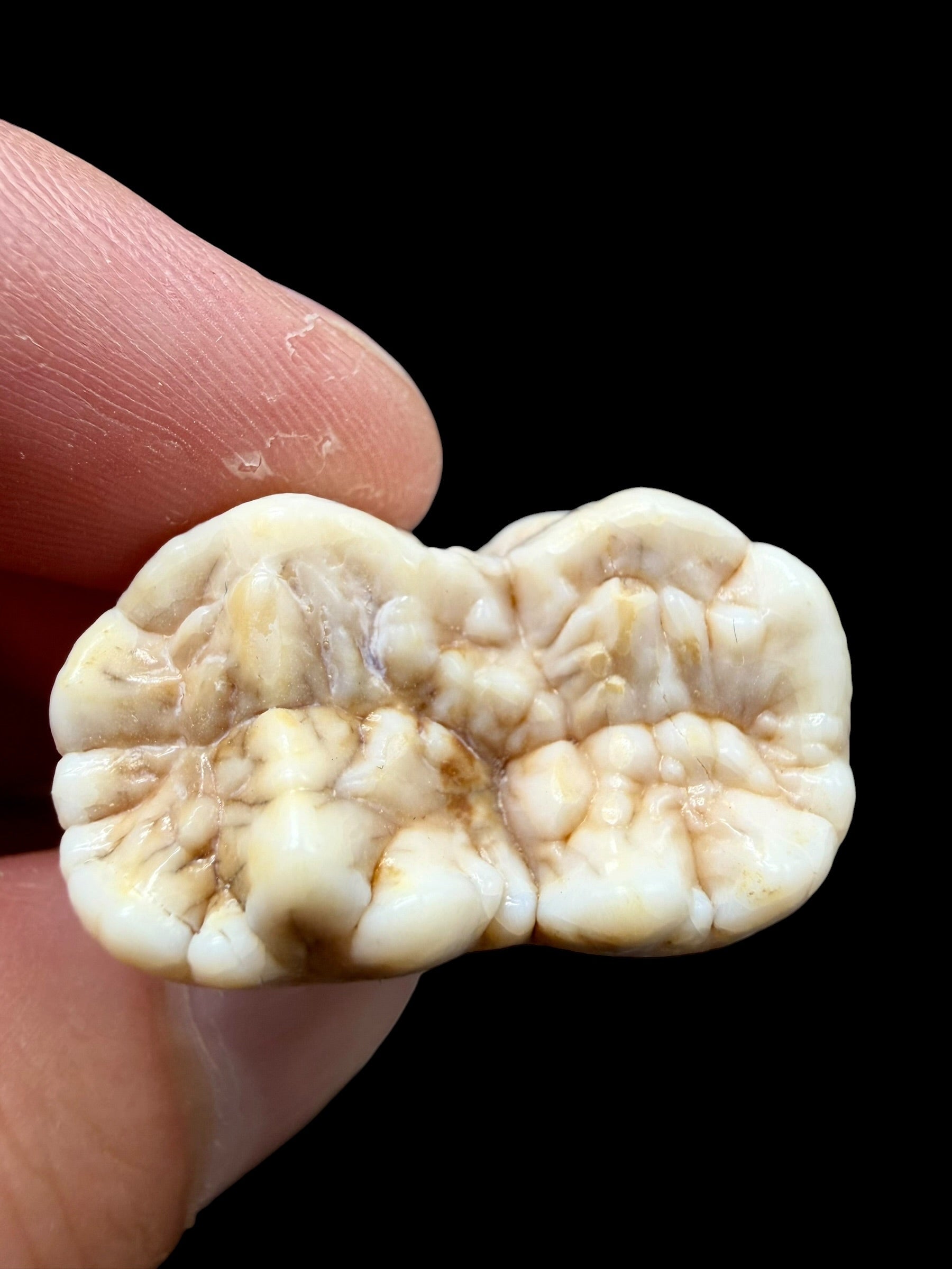 Fossil Cave Bear Tooth (Ursus spelaeus) 3,5cm – Slovakia - ZME19