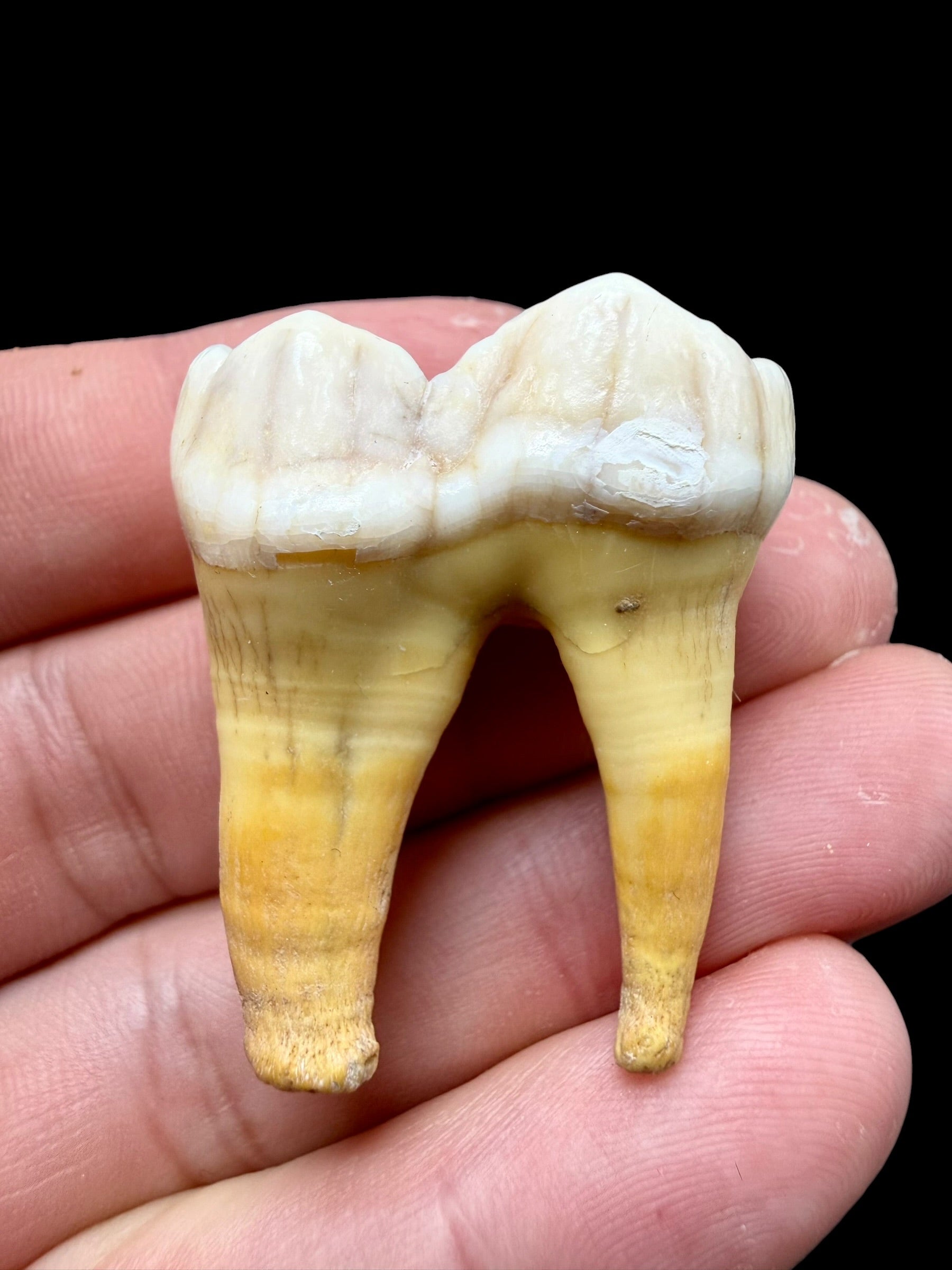 Fossil Cave Bear Tooth (Ursus spelaeus) 3,5cm – Slovakia