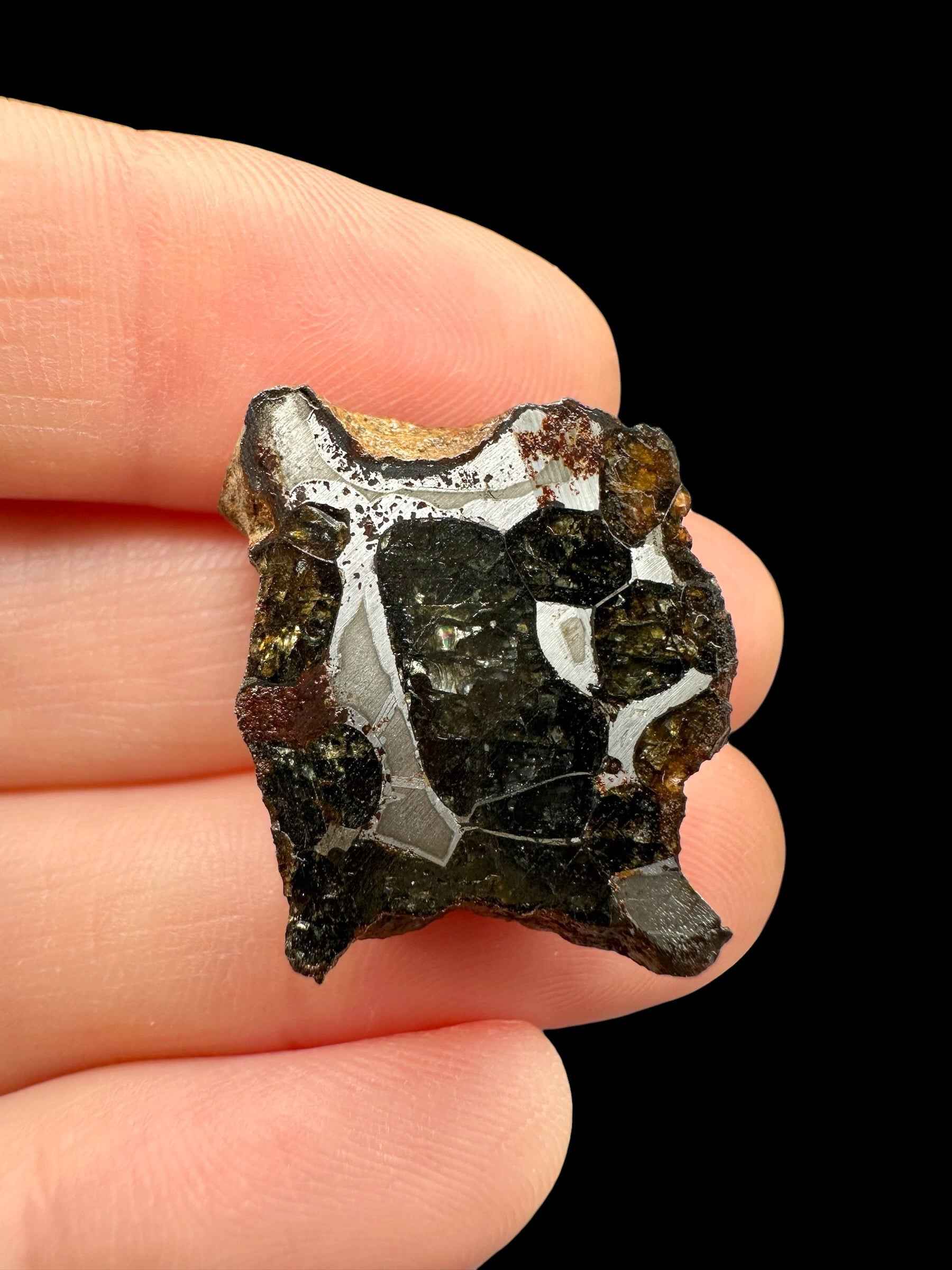 Sezione di meteorite pallasite di Sericho con cristalli di olivina verde e bruna in reticolo metallico, tenuta tra le dita