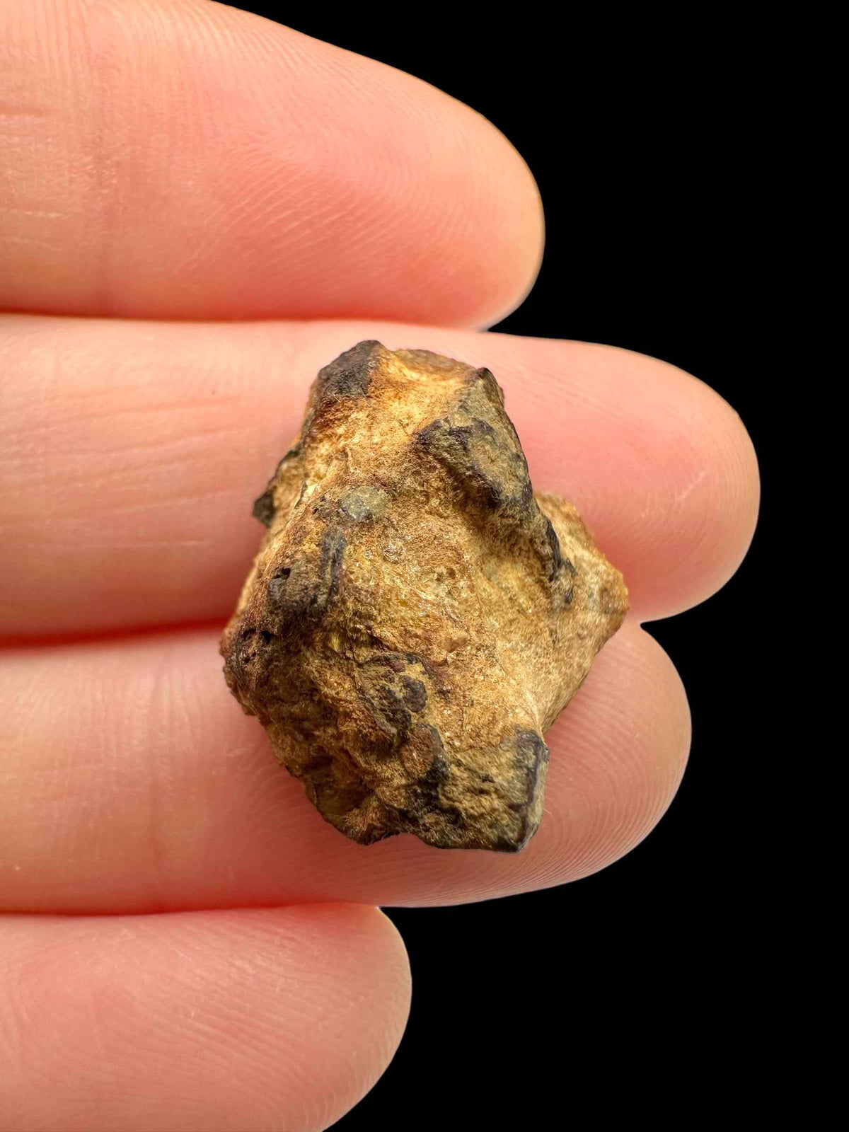 Meteorite pallasite di Sericho, 4,8 g / sezione trasversale – Kenya - MESR212