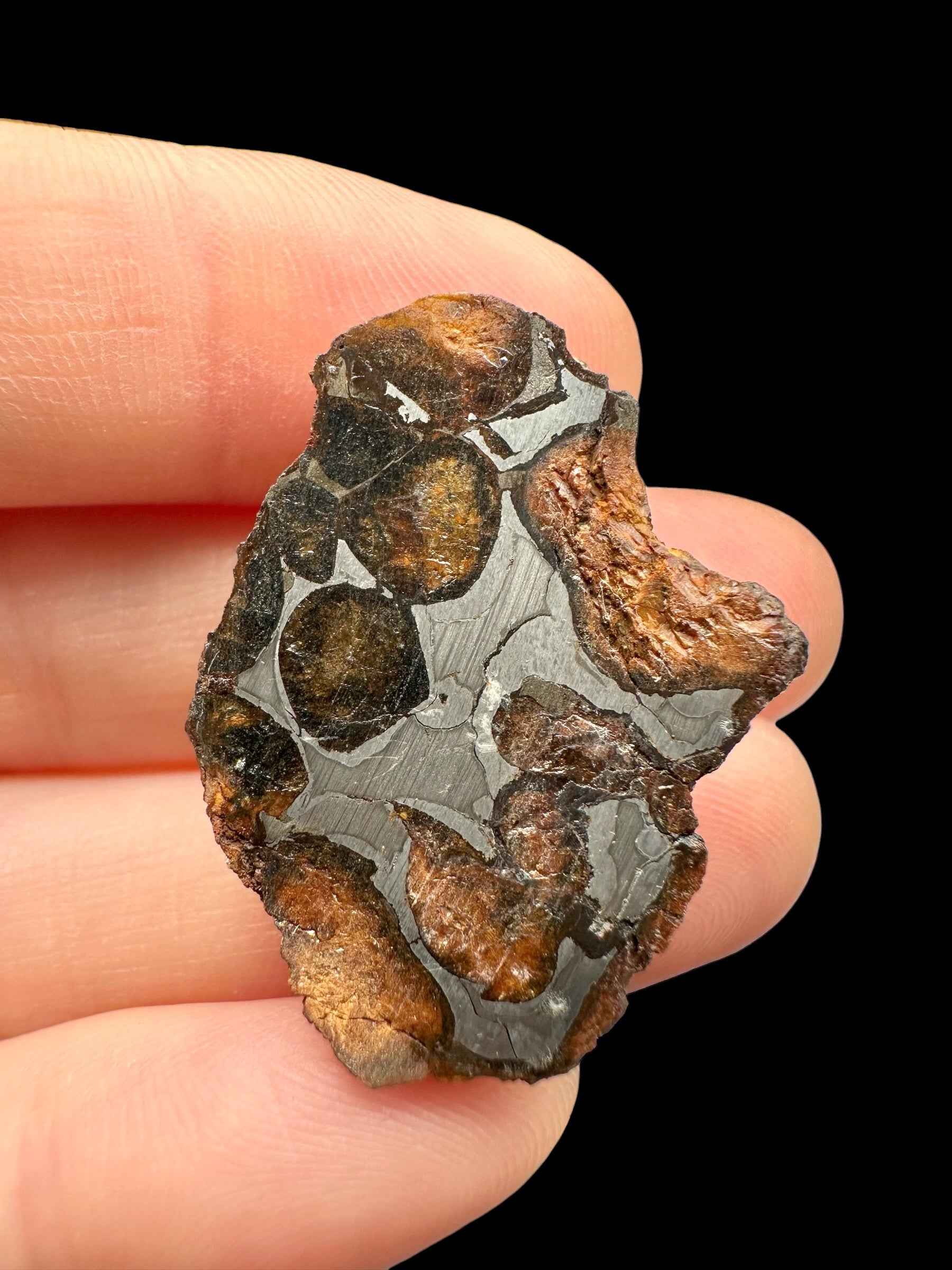 Sezione di meteorite pallasite Sericho con reticolo metallico grigio e noduli di olivina bruna e ambrata, tenuta tra le dita