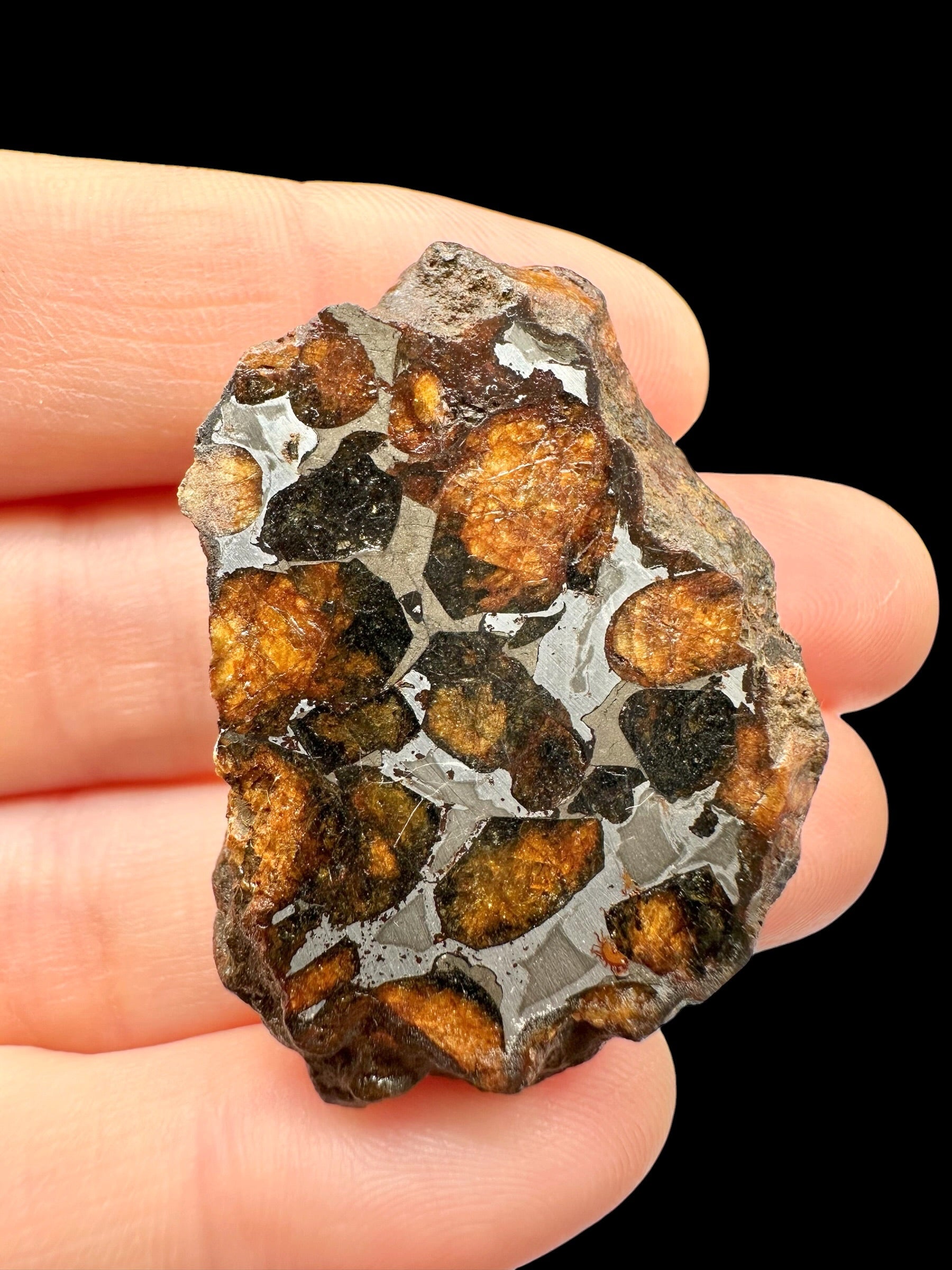 Sericho Pallasite Meteorite 22,6g / endcut – Kenya