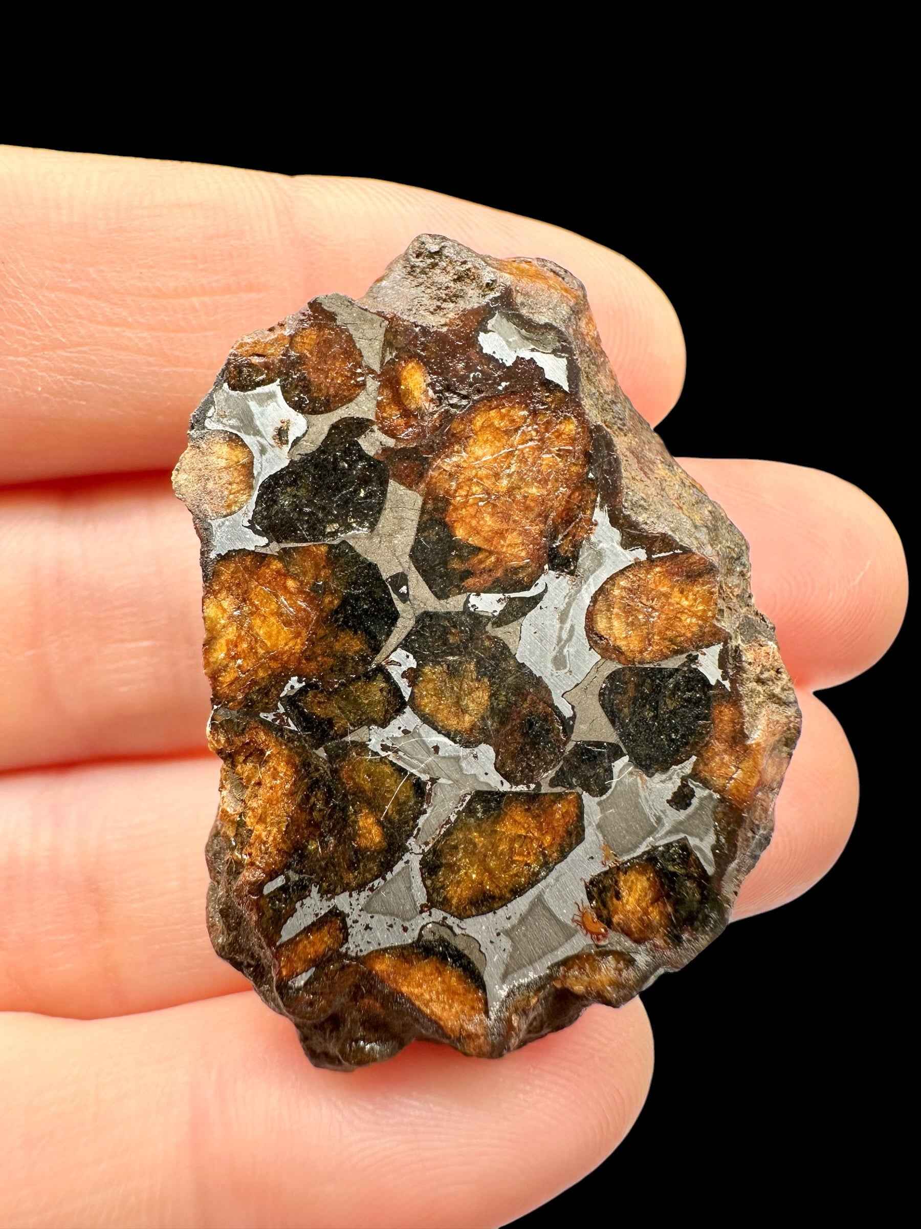 Sezione di meteorite pallasite Sericho tenuta tra le dita: noduli di olivina arancio e bruni in matrice metallica grigia