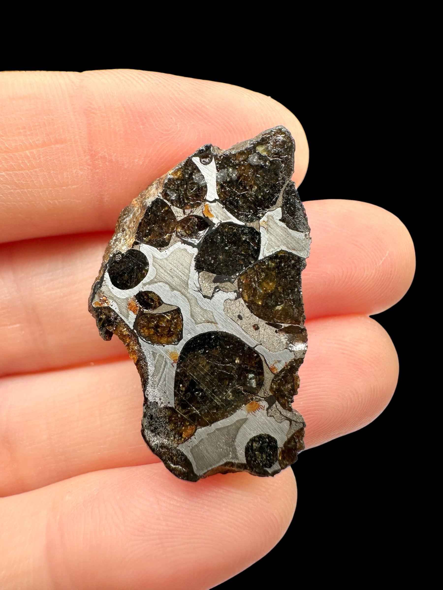 Sezione lucidata di meteorite pallasite Sericho tenuta tra le dita, noduli di olivina bruna su metallo