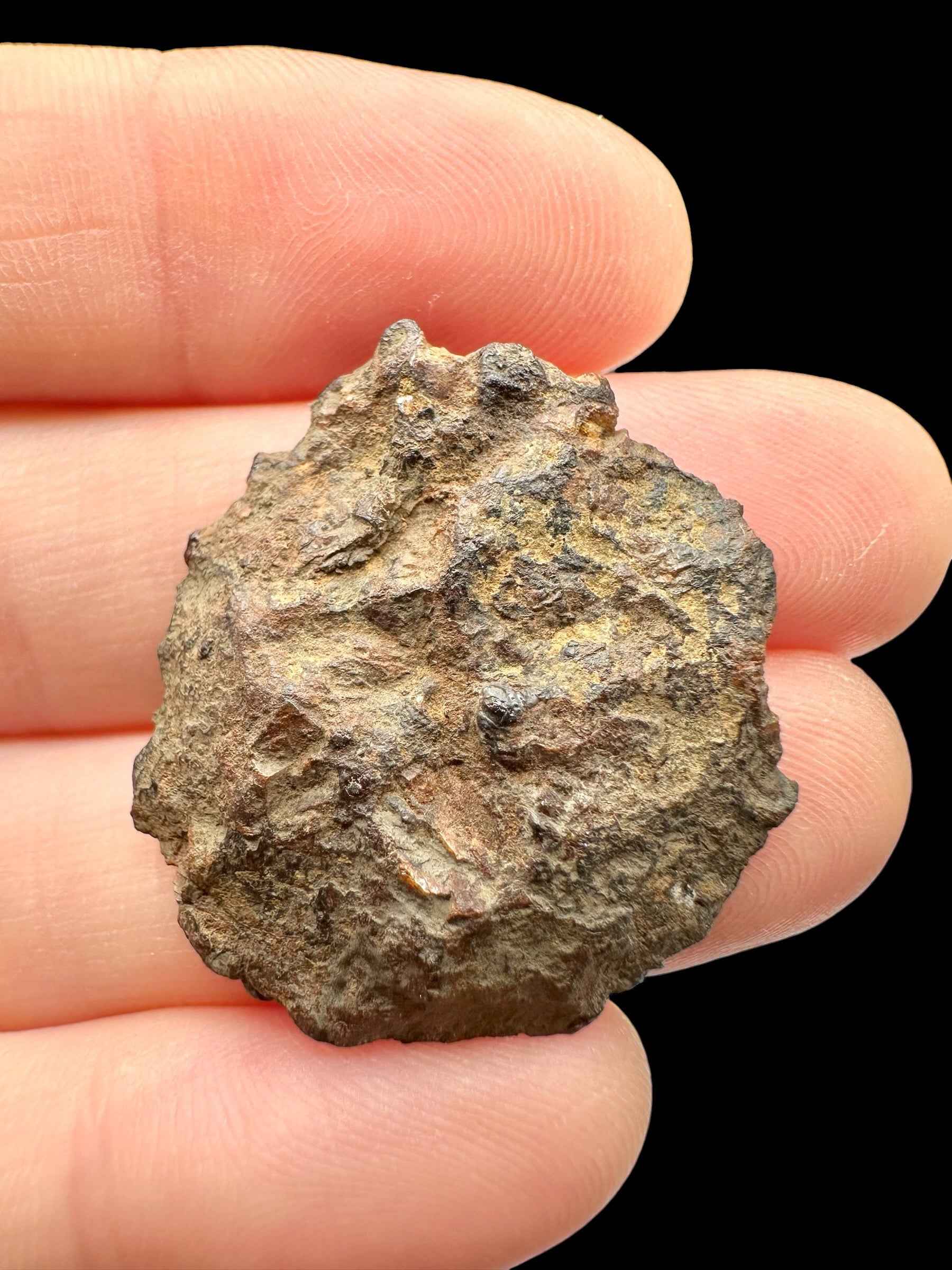 Meteorite pallasite di Sericho, 5,8 g / sezione trasversale – Kenya - MESR218