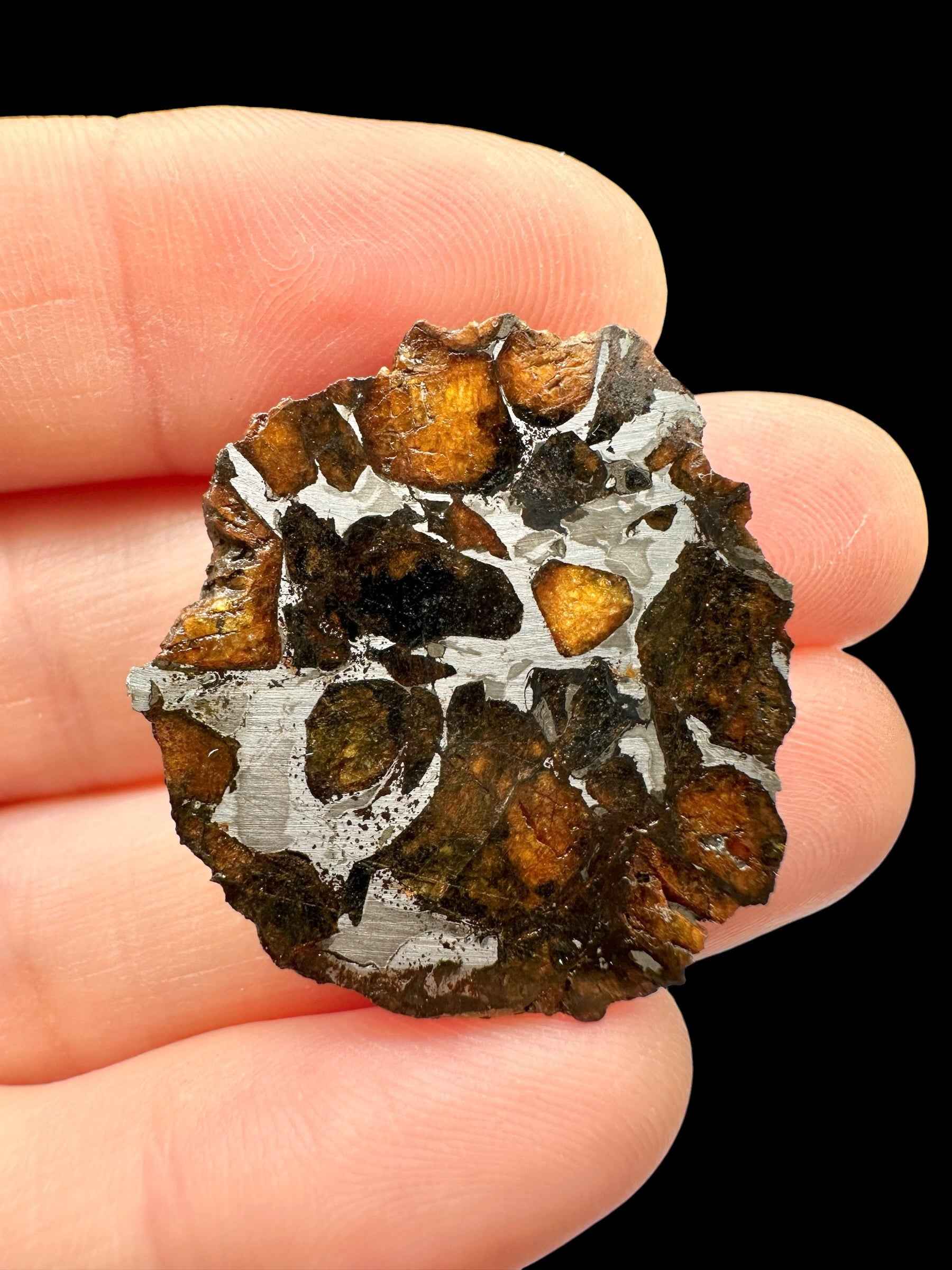 Sezione di meteorite pallasite Sericho con noduli di olivina arancio e verde nel metallo, tenuta tra le dita