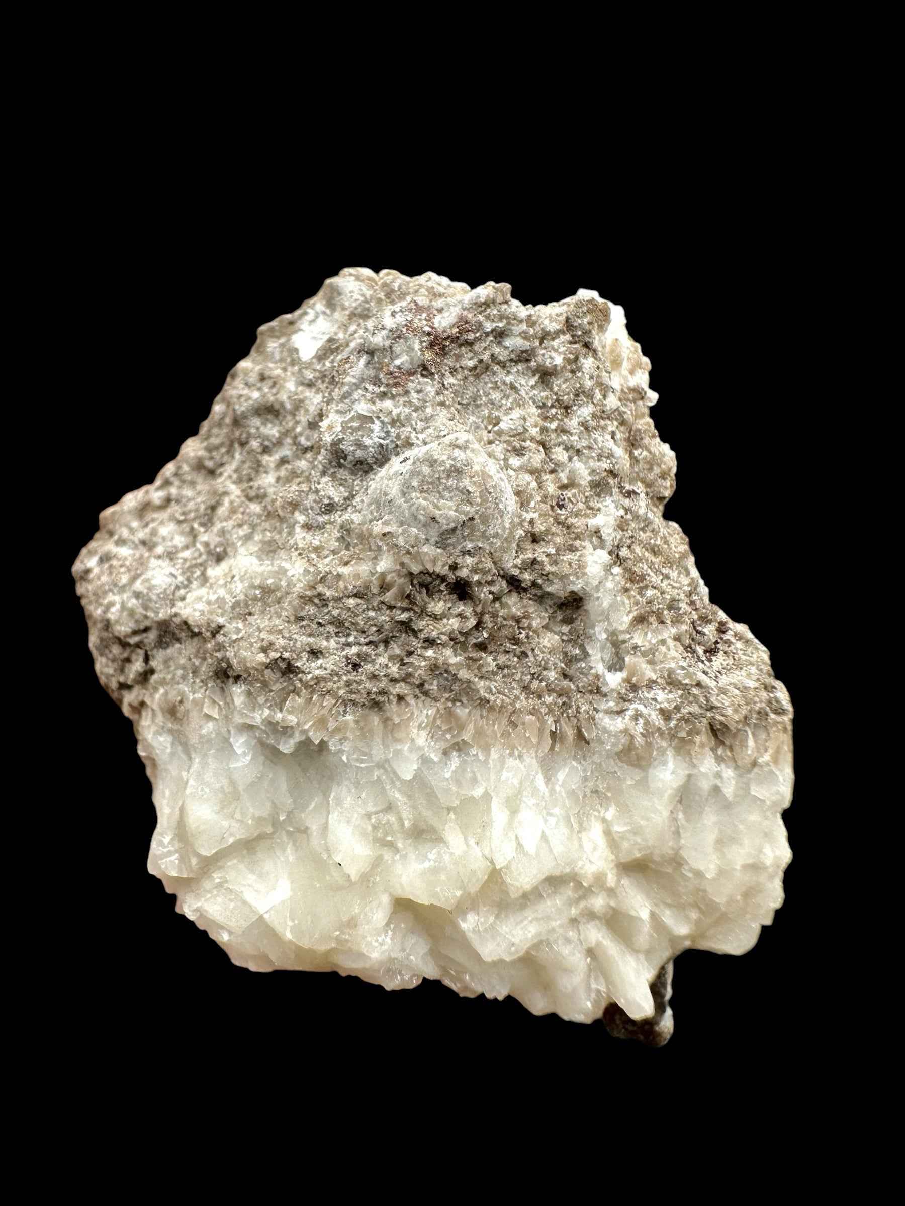 Orthoceras Cephalopod Fossil – Kosov Quarry, Czech Republic - HL01