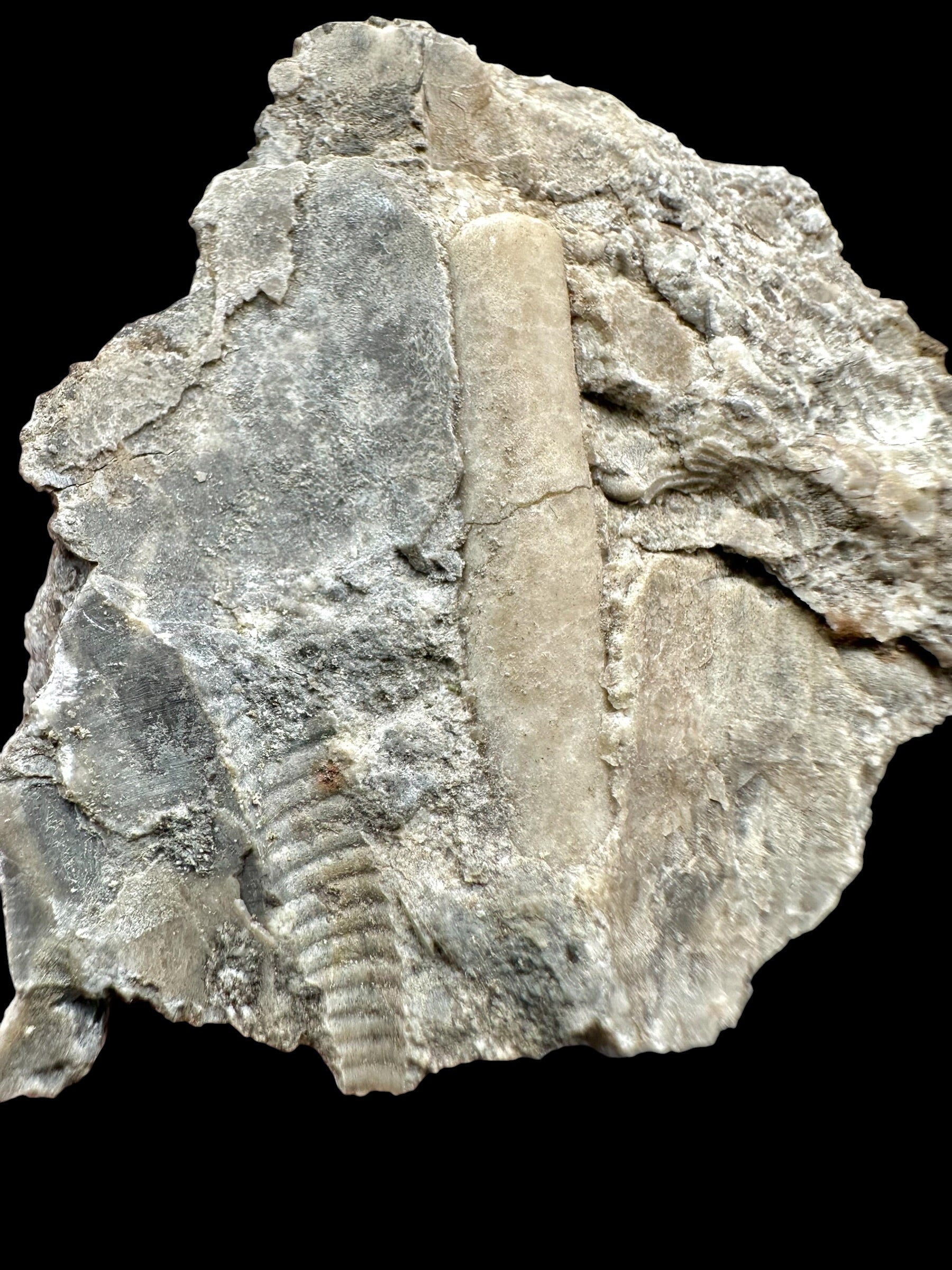 Orthoceras Cephalopod Fossil – Kosov Quarry, Czech Republic - HL01