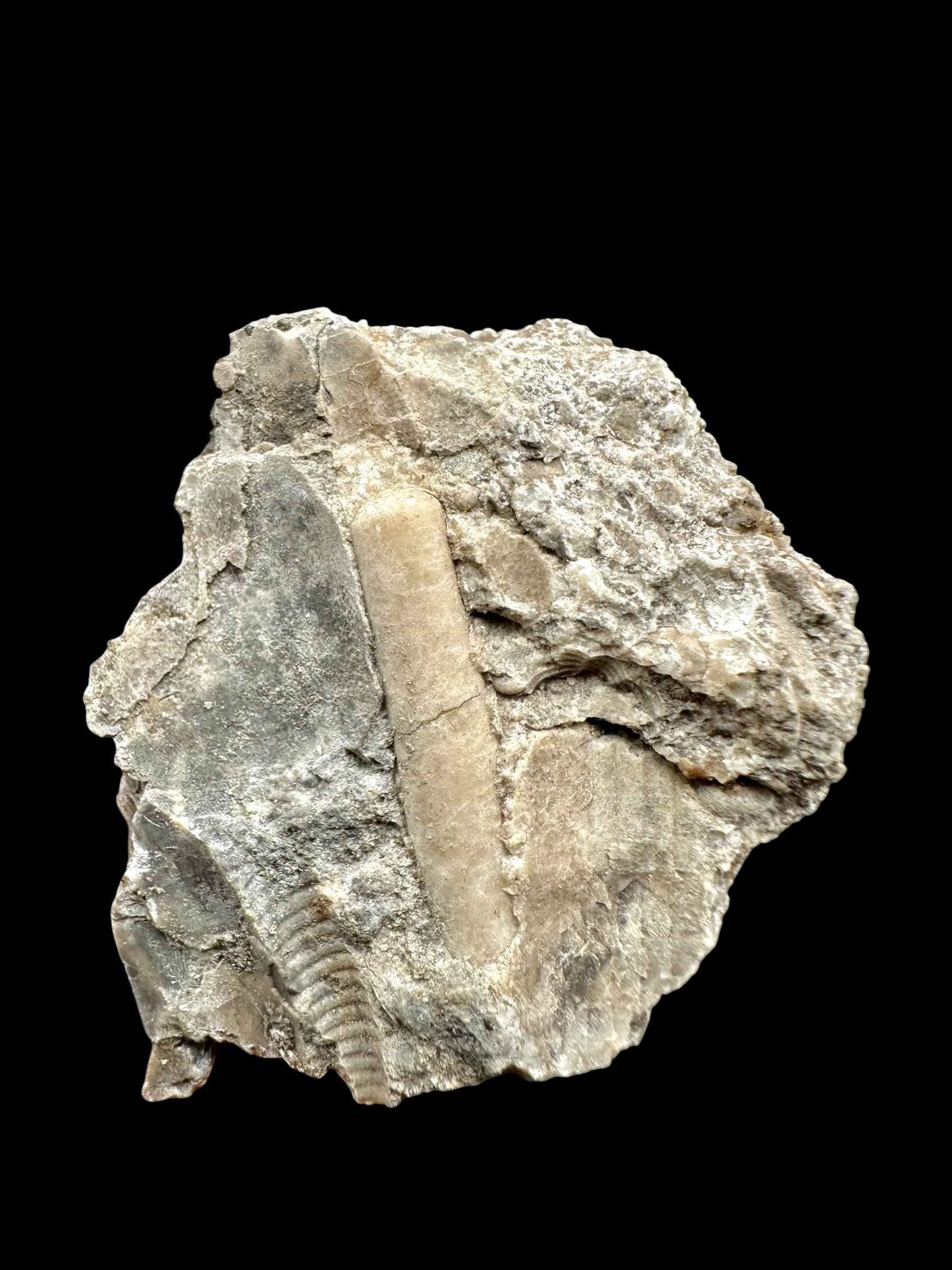 Orthoceras Cephalopod Fossil – Kosov Quarry, Czech Republic - HL01