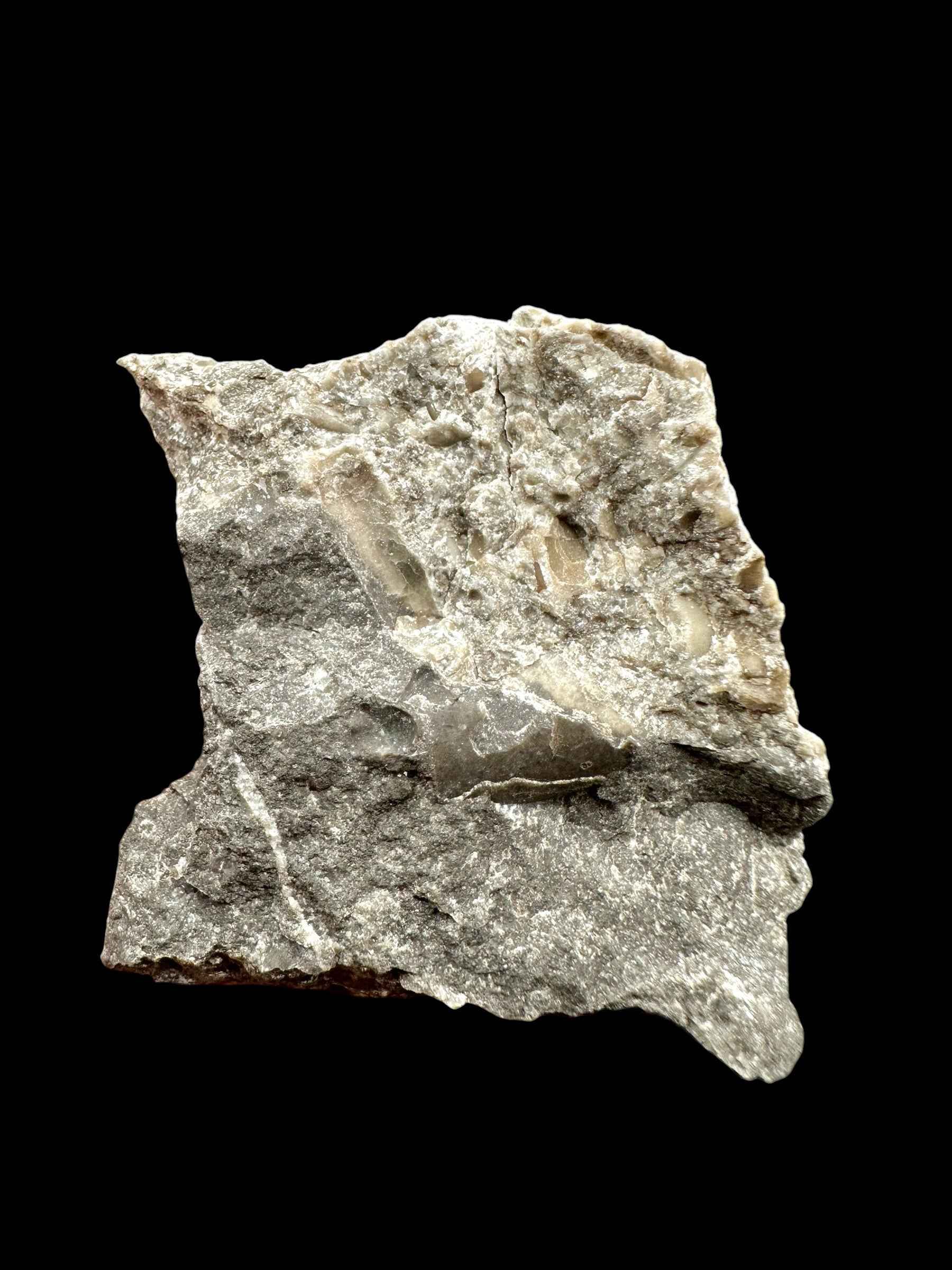 Orthoceras Cephalopod Fossil – Kosov Quarry, Czech Republic - HL02